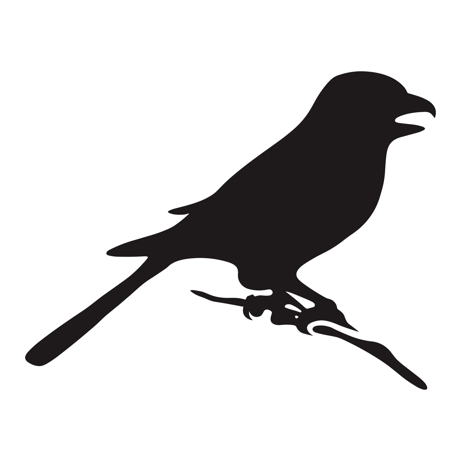 Drongo bird customizable silhouettes set design #36840
