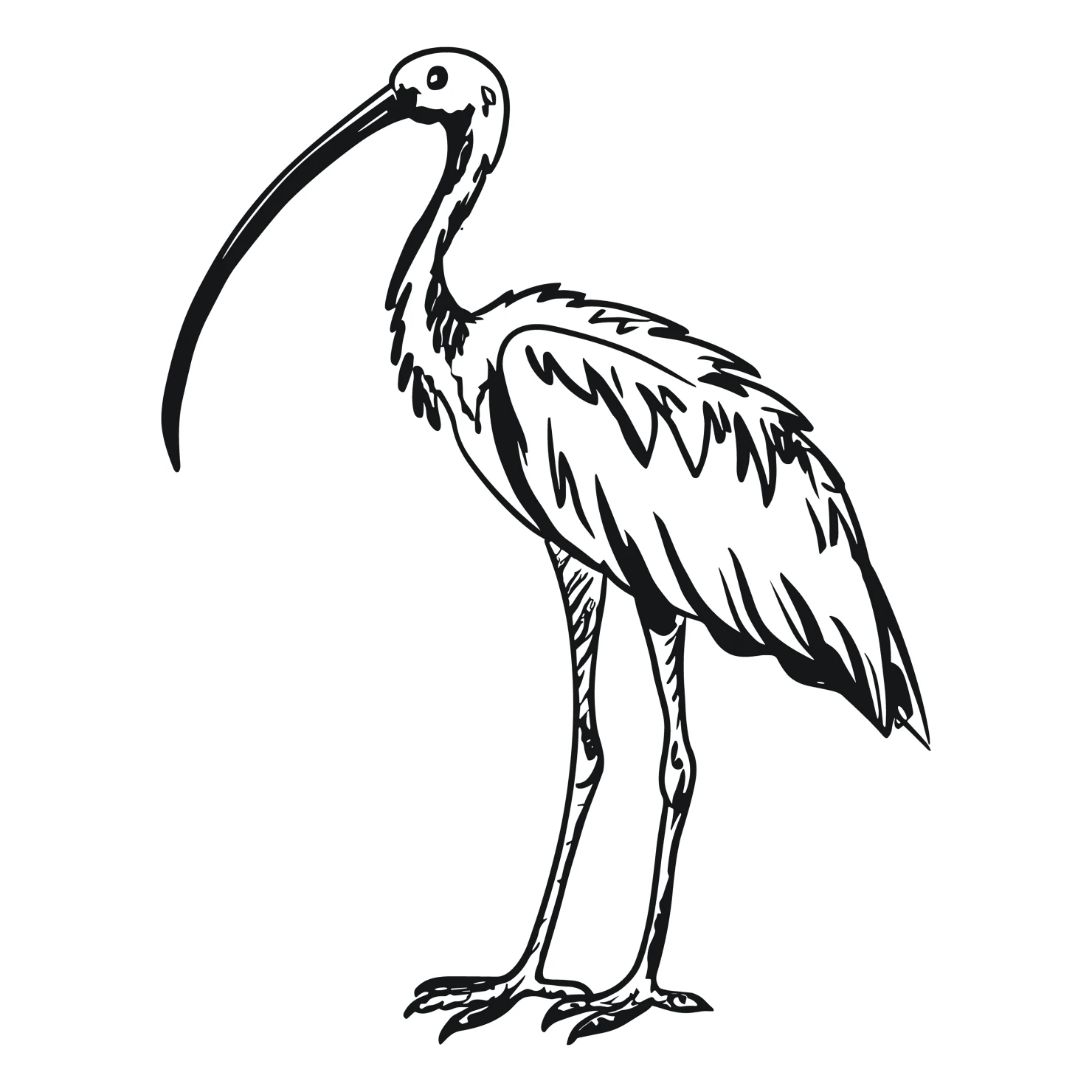Ibis customizable clip artset design #36896