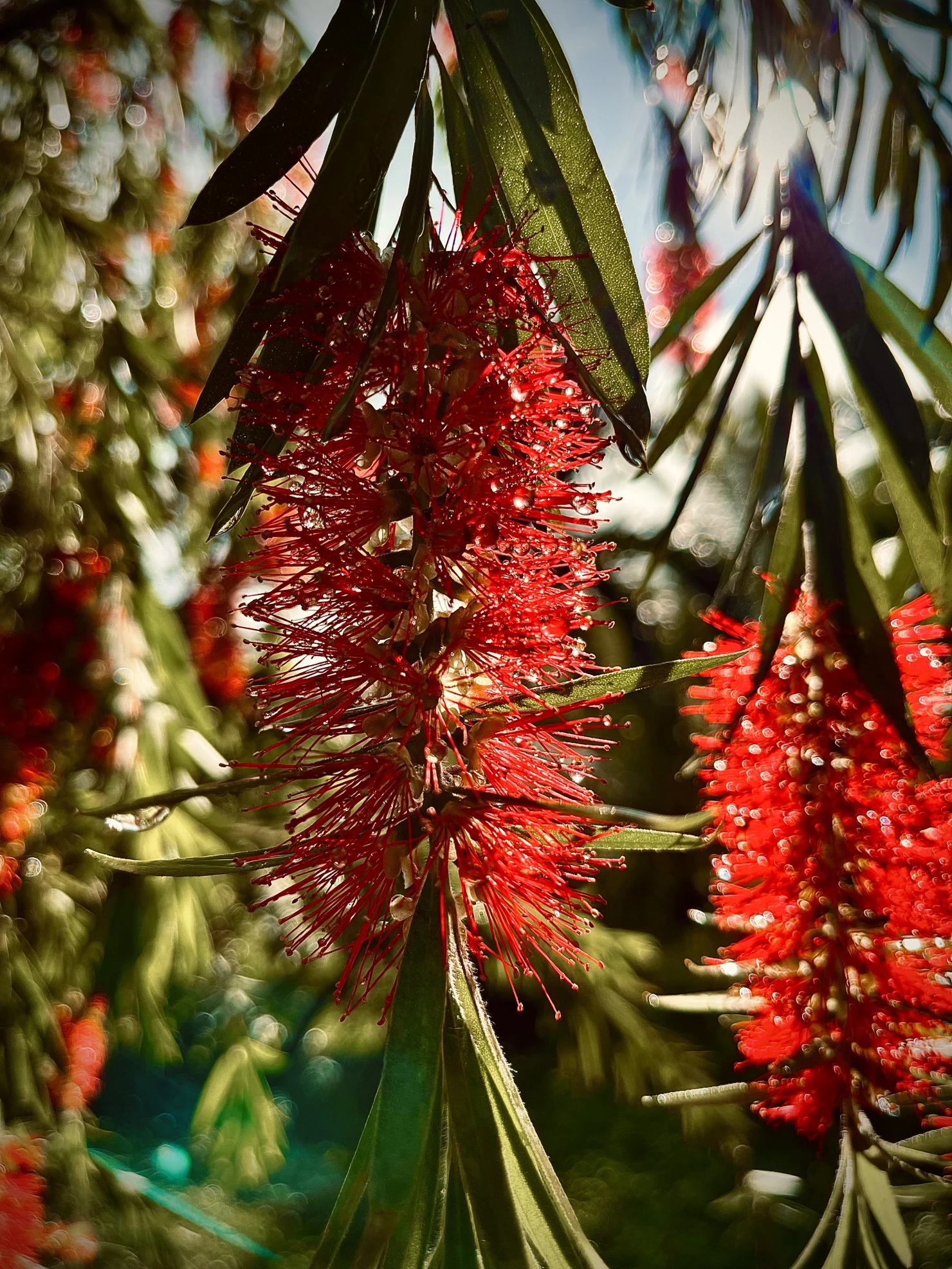 Bottlebrush Flowers #39908