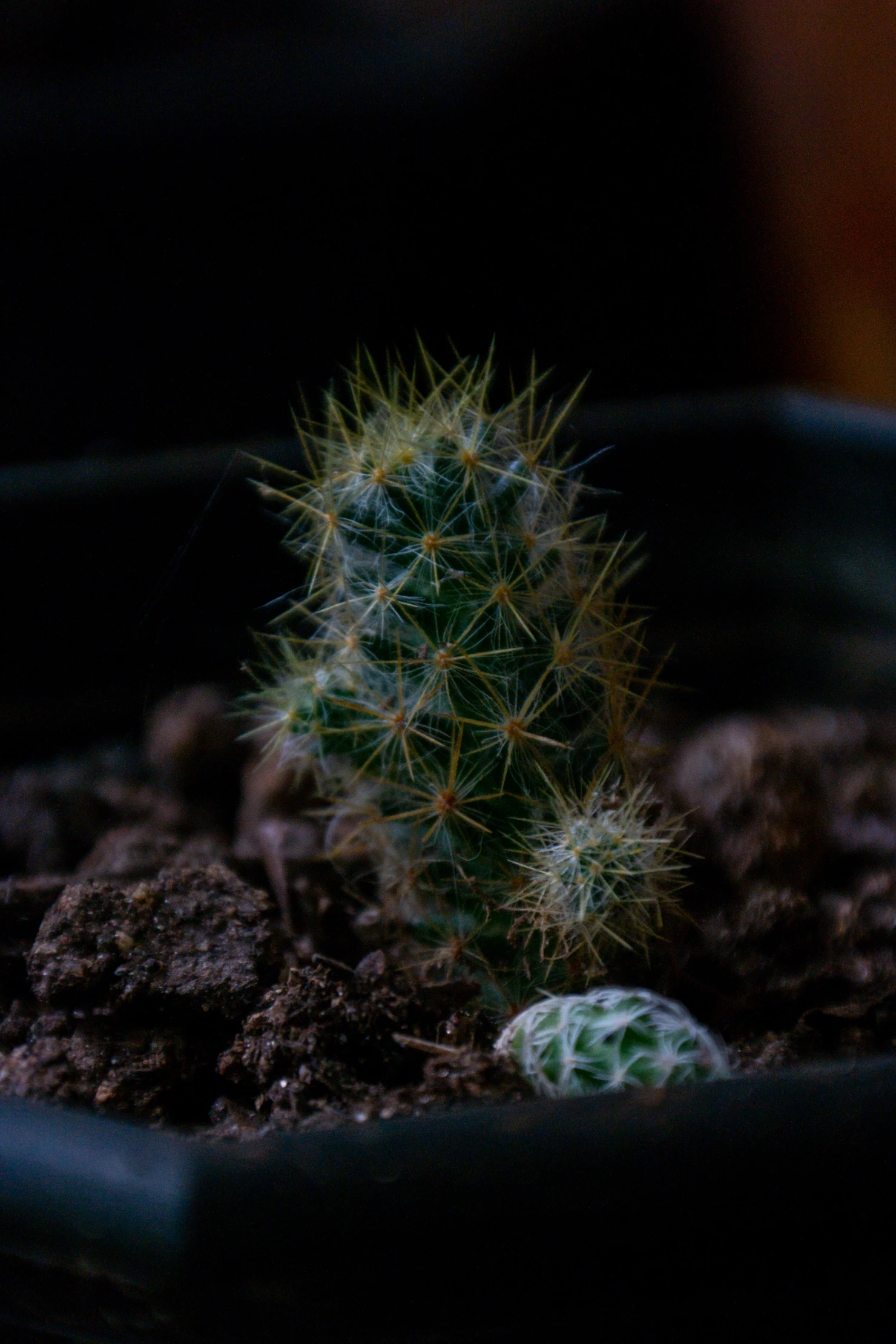 Cactus #39996