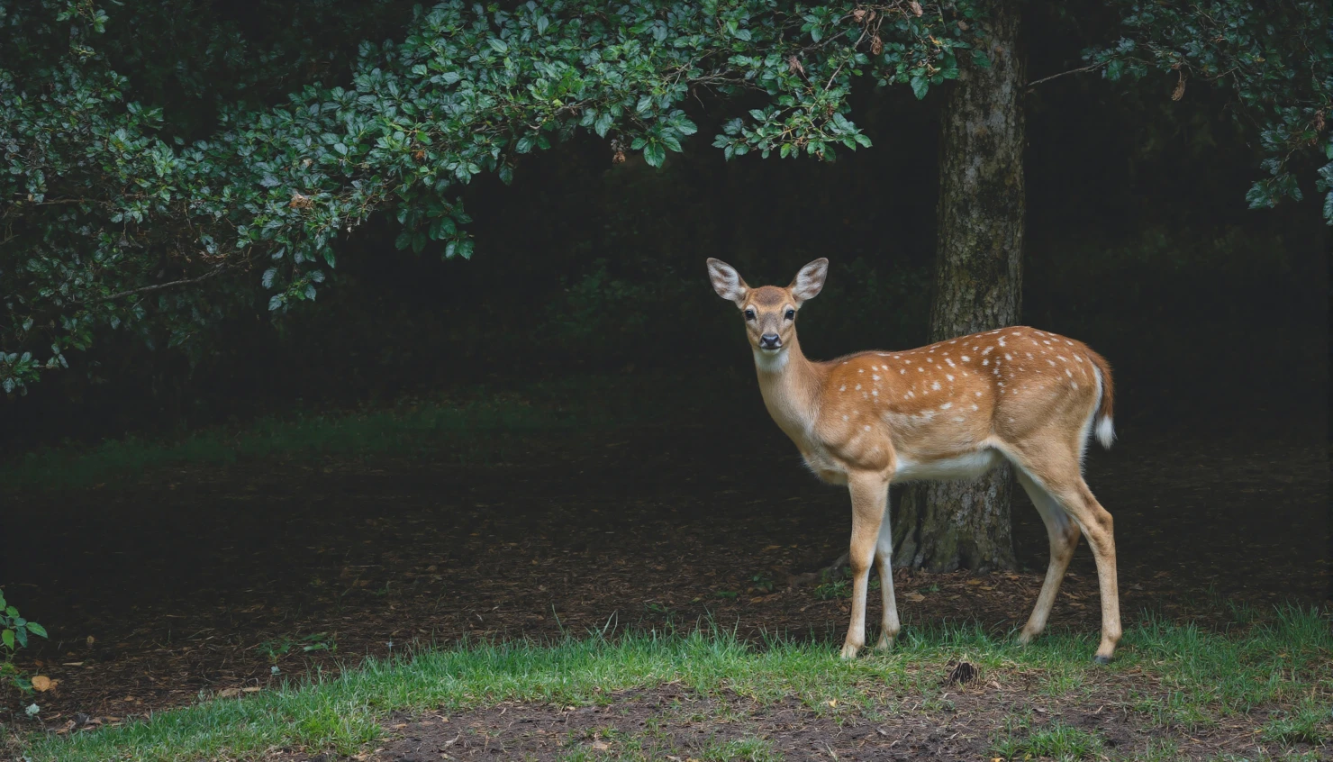Deer in Forest A Majestic Woodland Portrait #40045