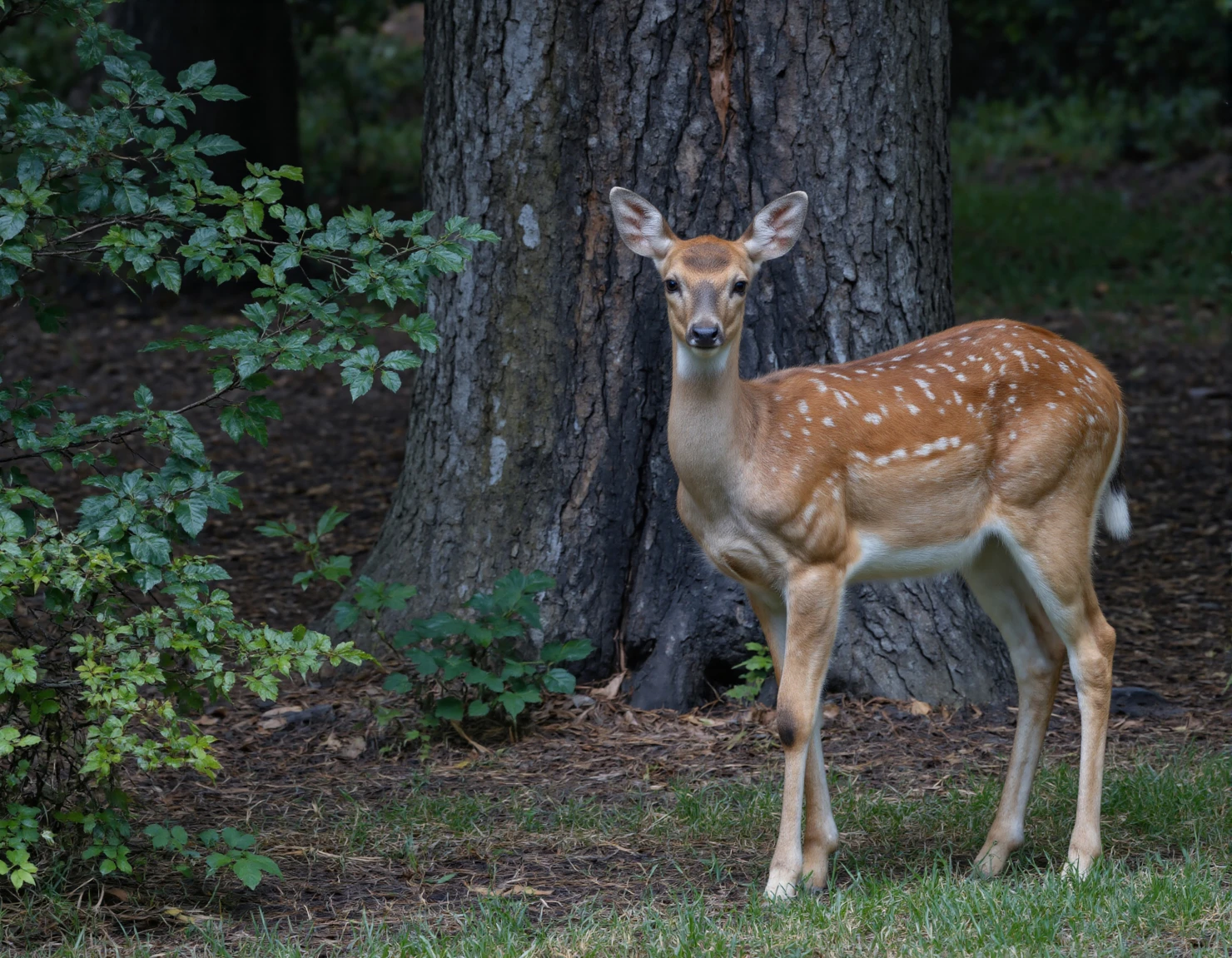 Deer in Forest A Majestic Woodland Portrait #40046