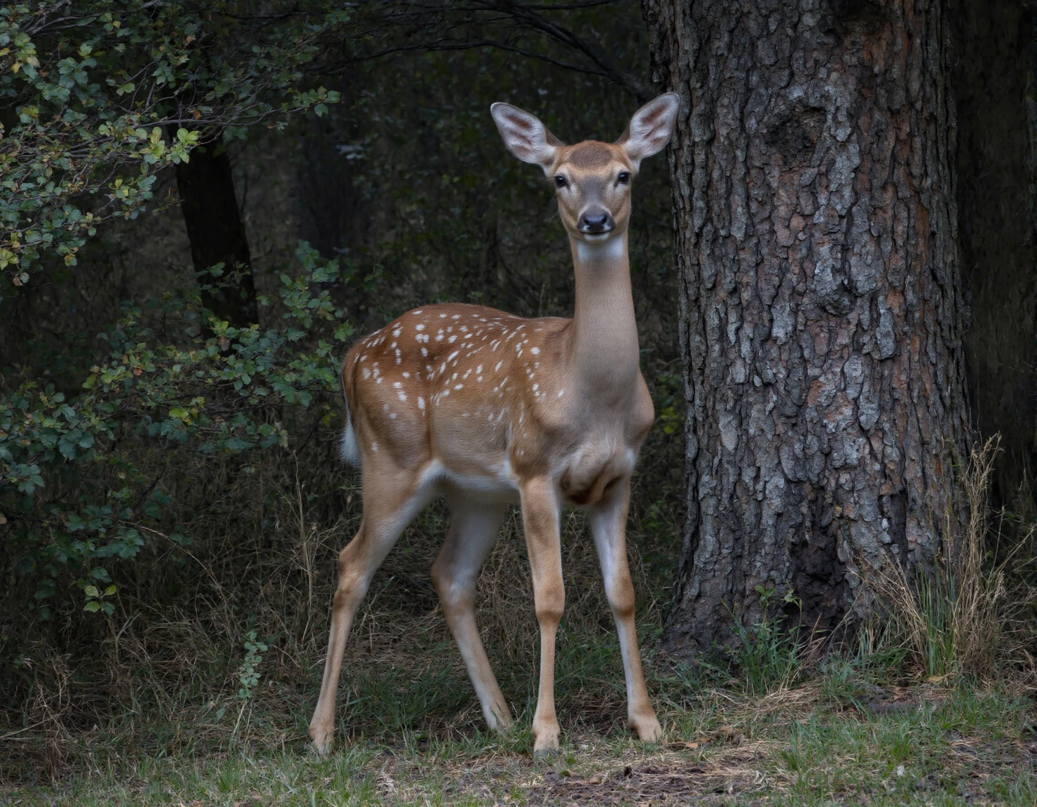 Deer in Forest A Majestic Woodland Portrait #40048