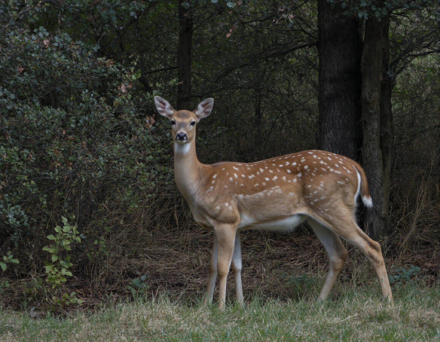 Deer in Forest A Majestic Woodland Portrait #40049
