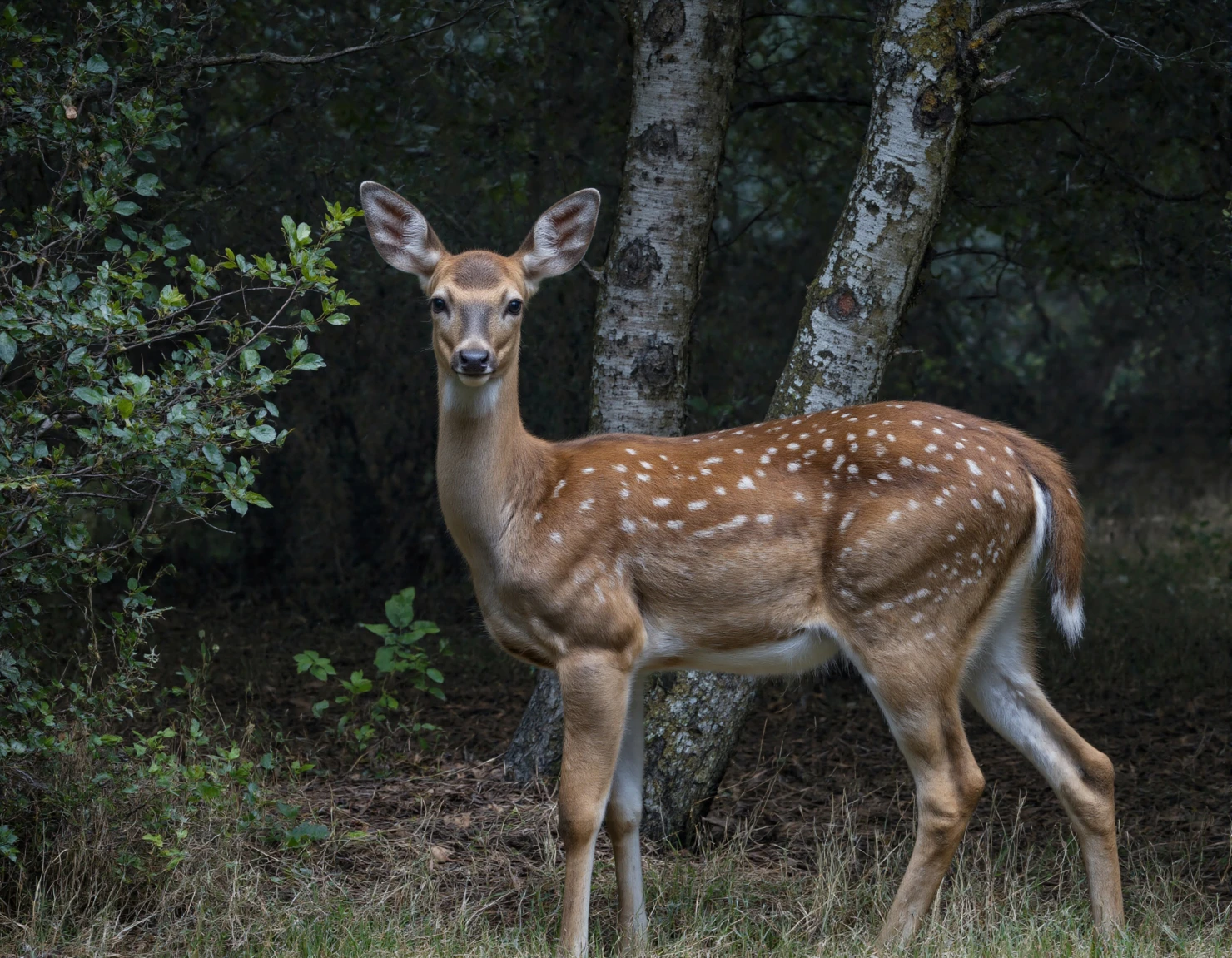 Deer in Forest A Majestic Woodland Portrait #40050