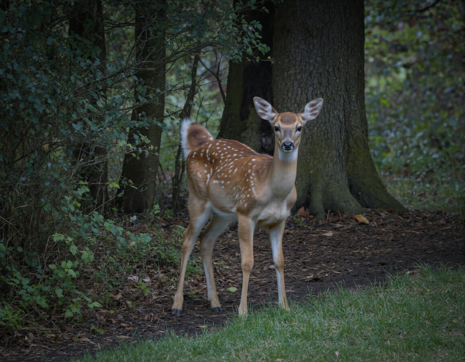 Deer in Forest A Majestic Woodland Portrait #40051