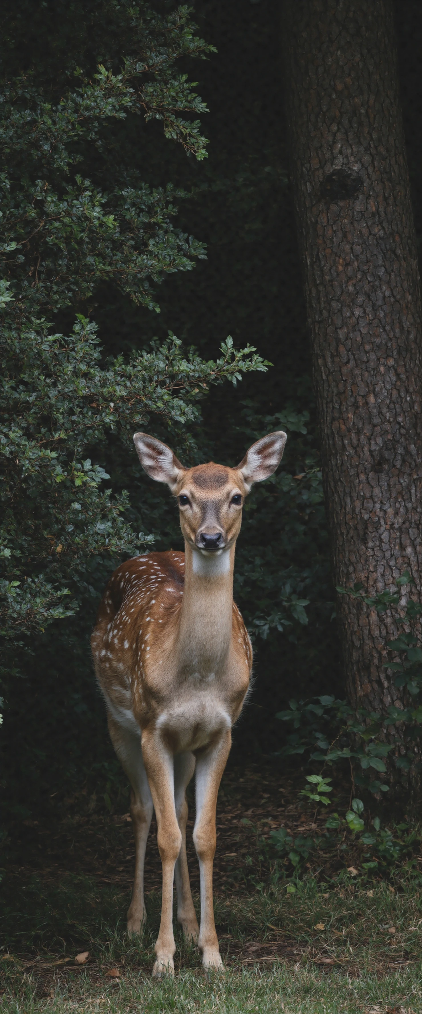 Deer in Forest A Majestic Woodland Portrait #40052