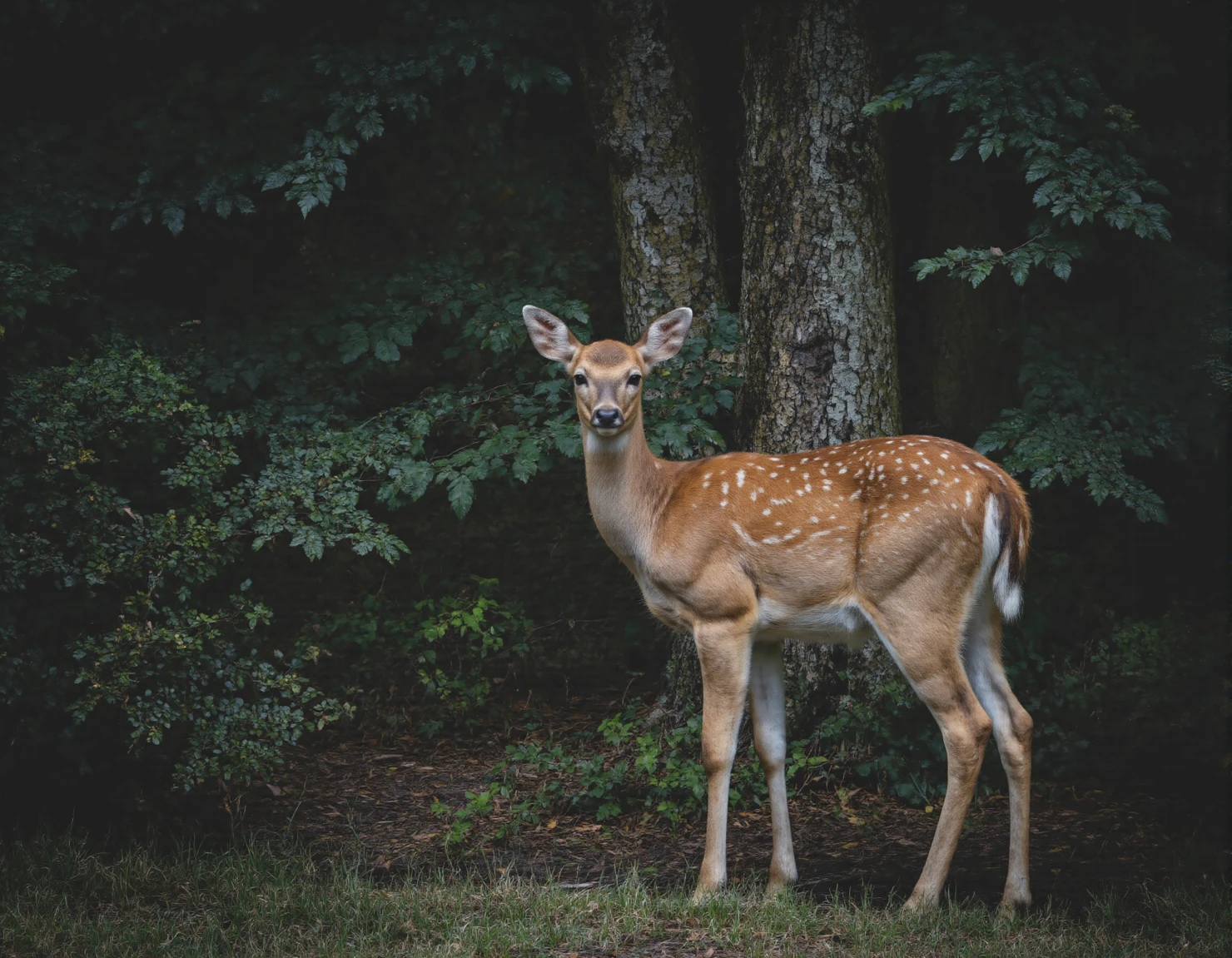 Deer in Forest A Majestic Woodland Portrait #40054