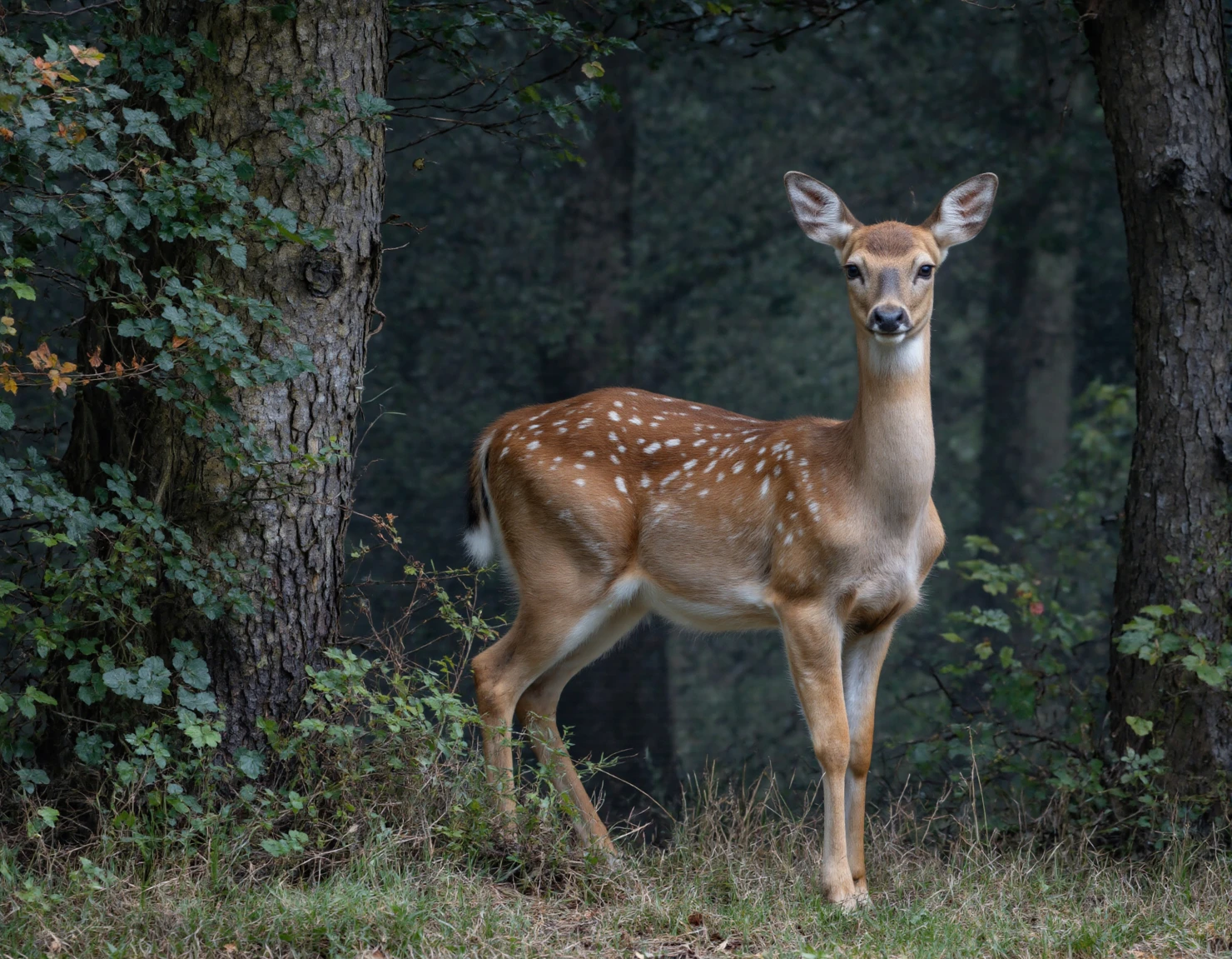 Deer in Forest A Majestic Woodland Portrait #40056