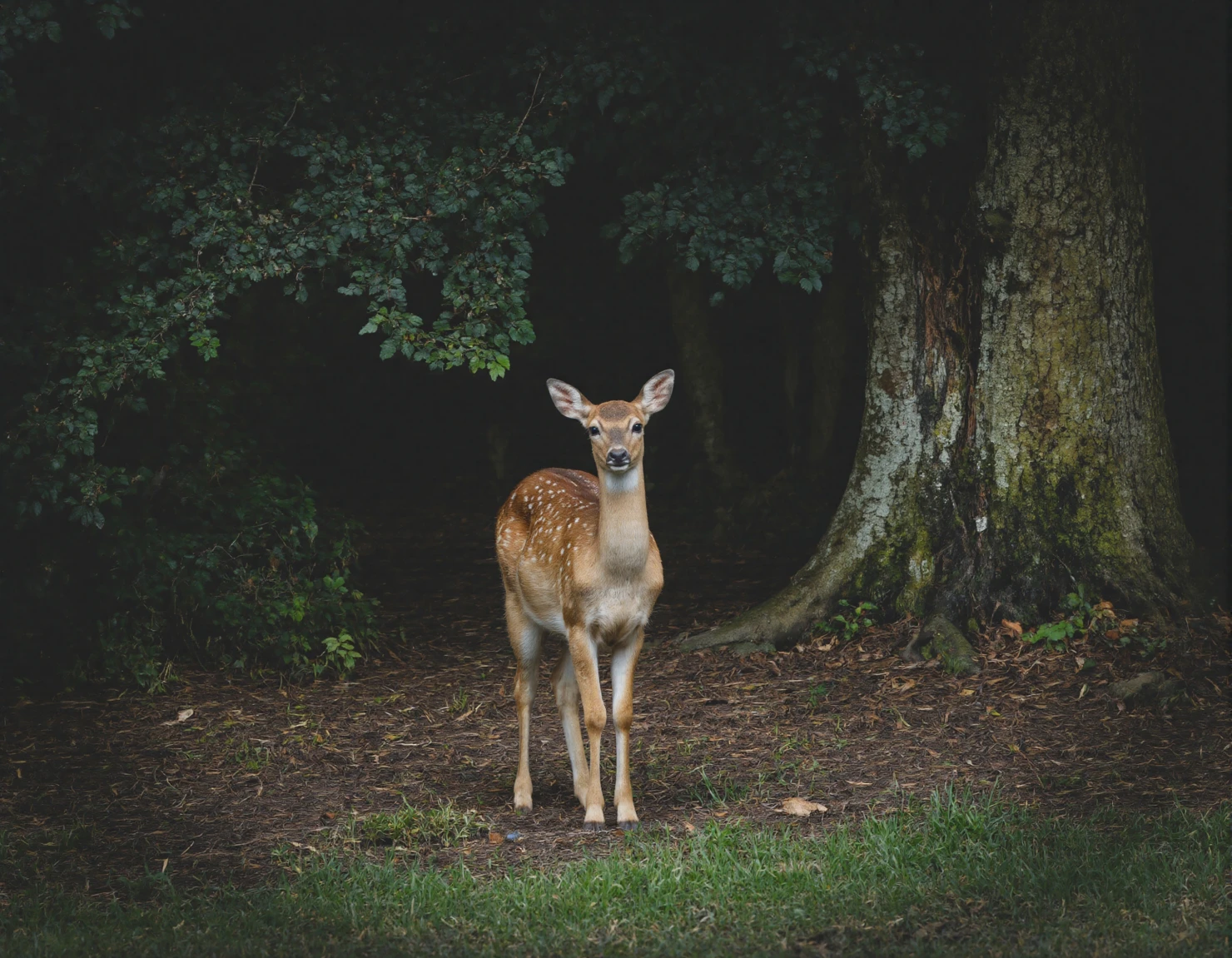 Deer in Forest A Majestic Woodland Portrait #40057