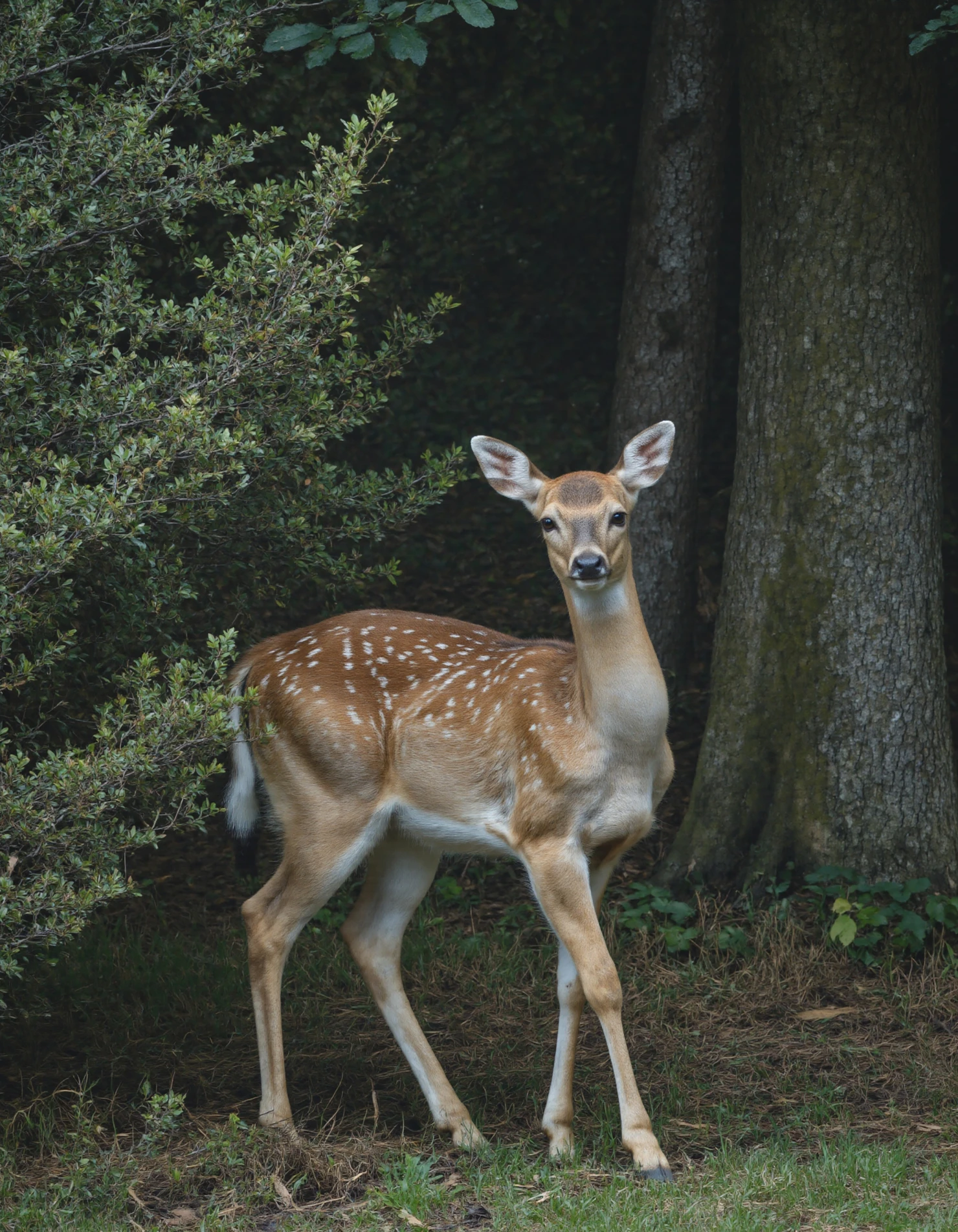 Deer in Forest A Majestic Woodland Portrait #40060