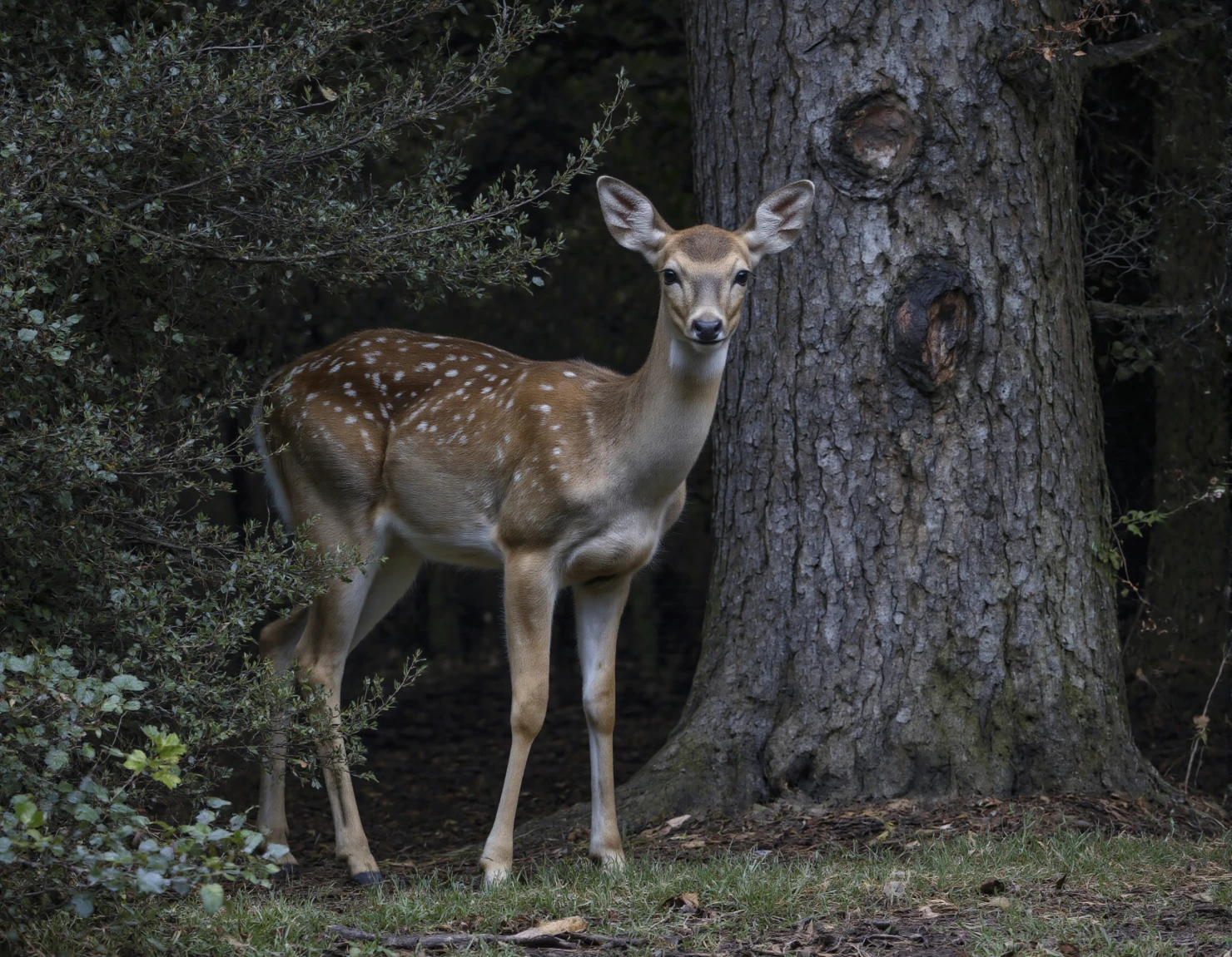 Deer in Forest A Majestic Woodland Portrait #40061