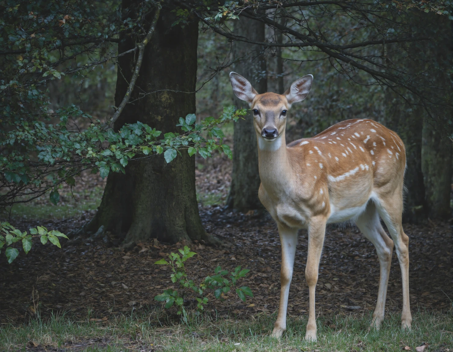 Deer in Forest A Majestic Woodland Portrait #40062