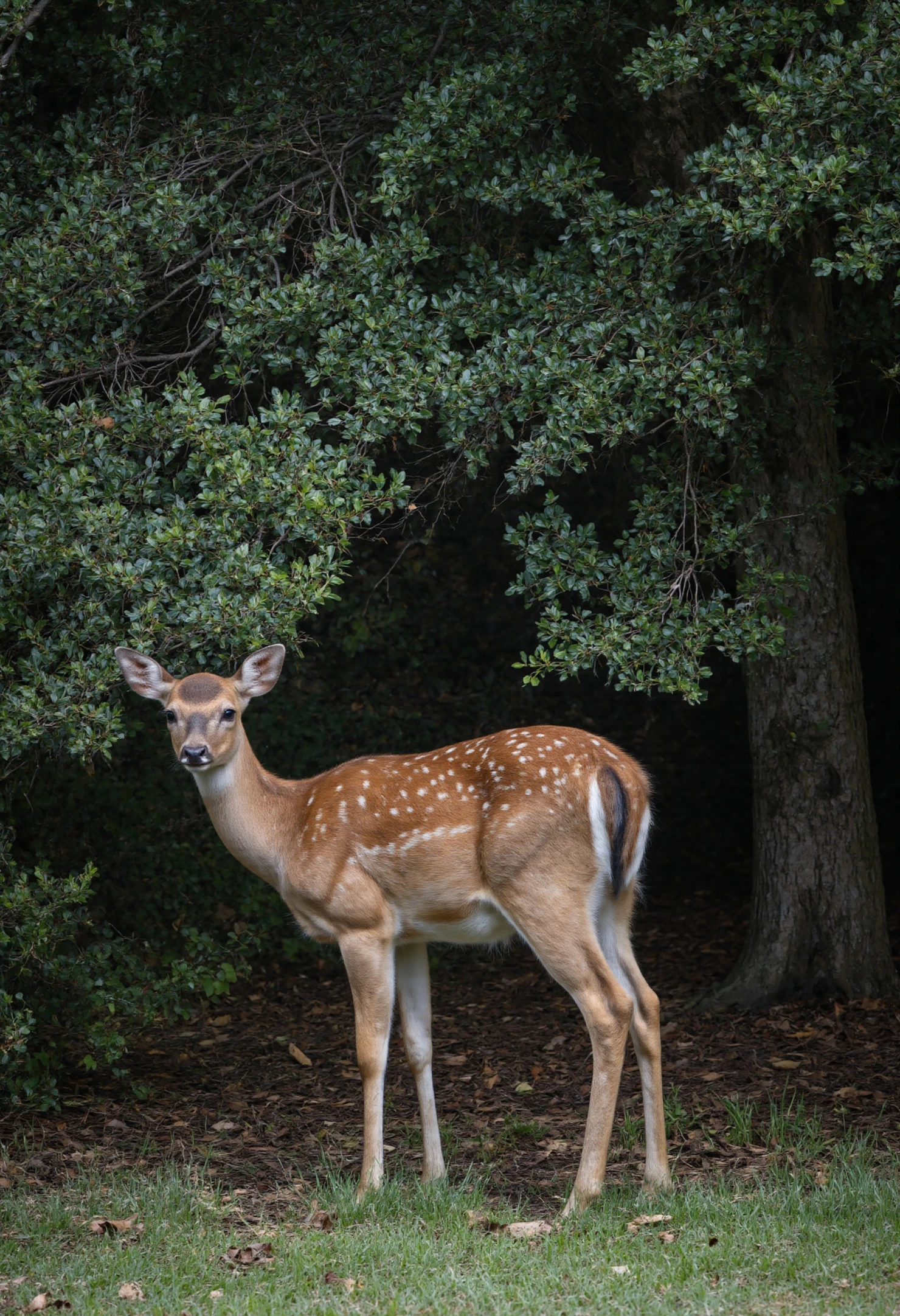 Deer in Forest A Majestic Woodland Portrait #40063