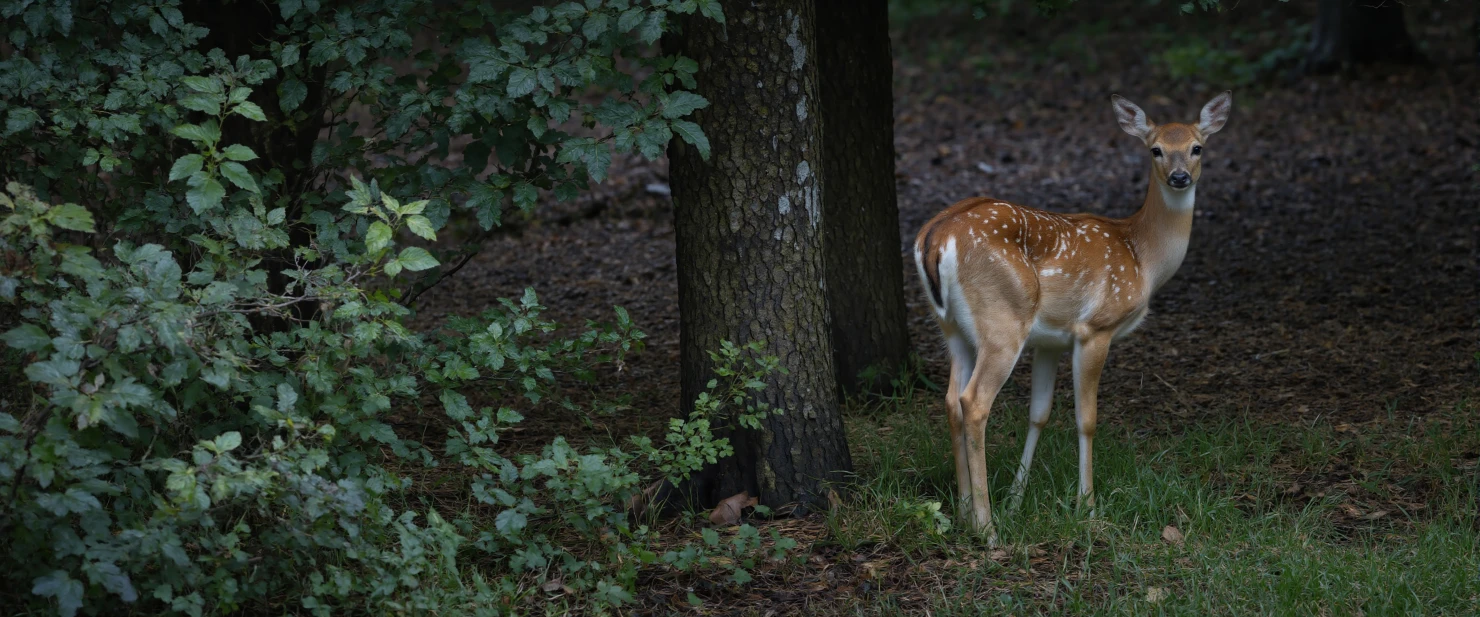 Deer in Forest A Majestic Woodland Portrait #40064