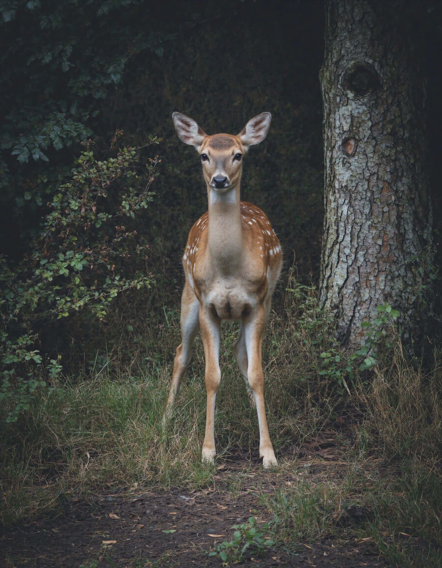 Deer in Forest A Majestic Woodland Portrait #40066