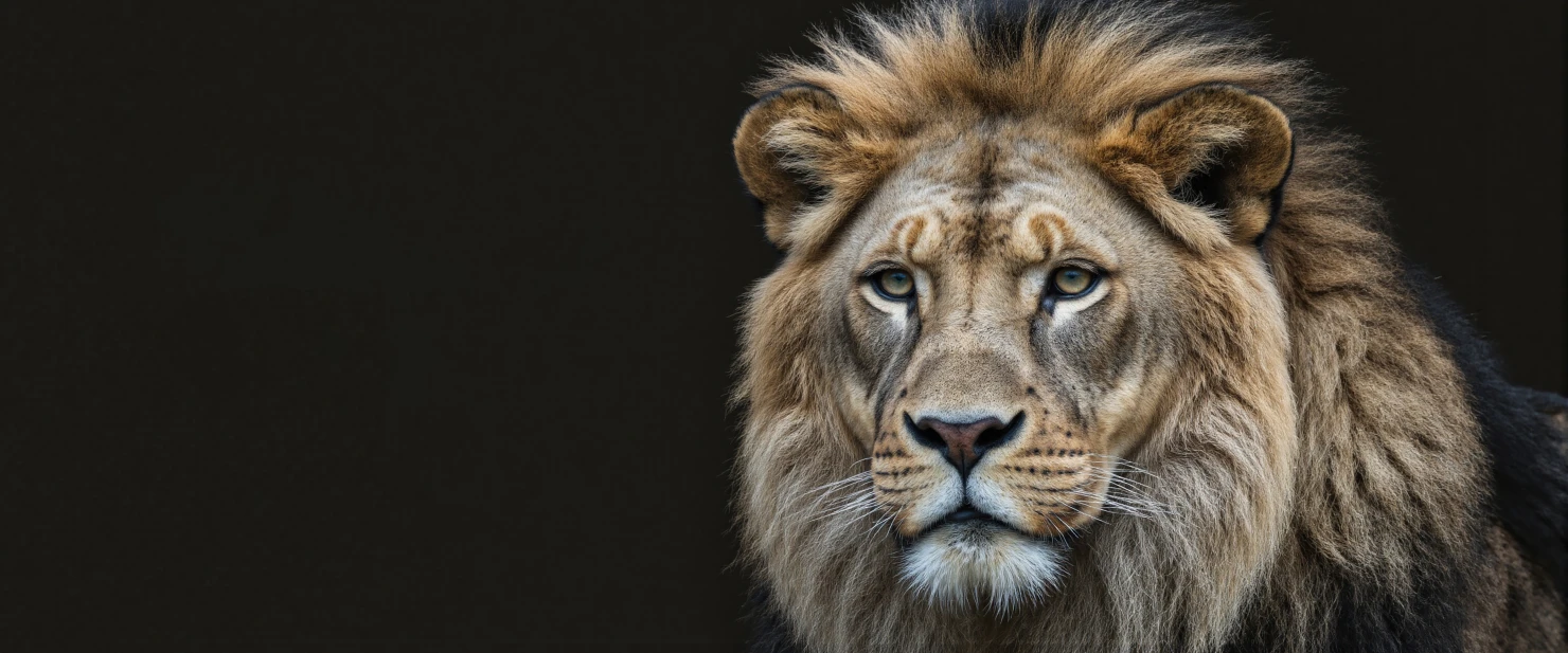 Majestic Lion Portrait Closeup View of a Male Lion's Face #40070