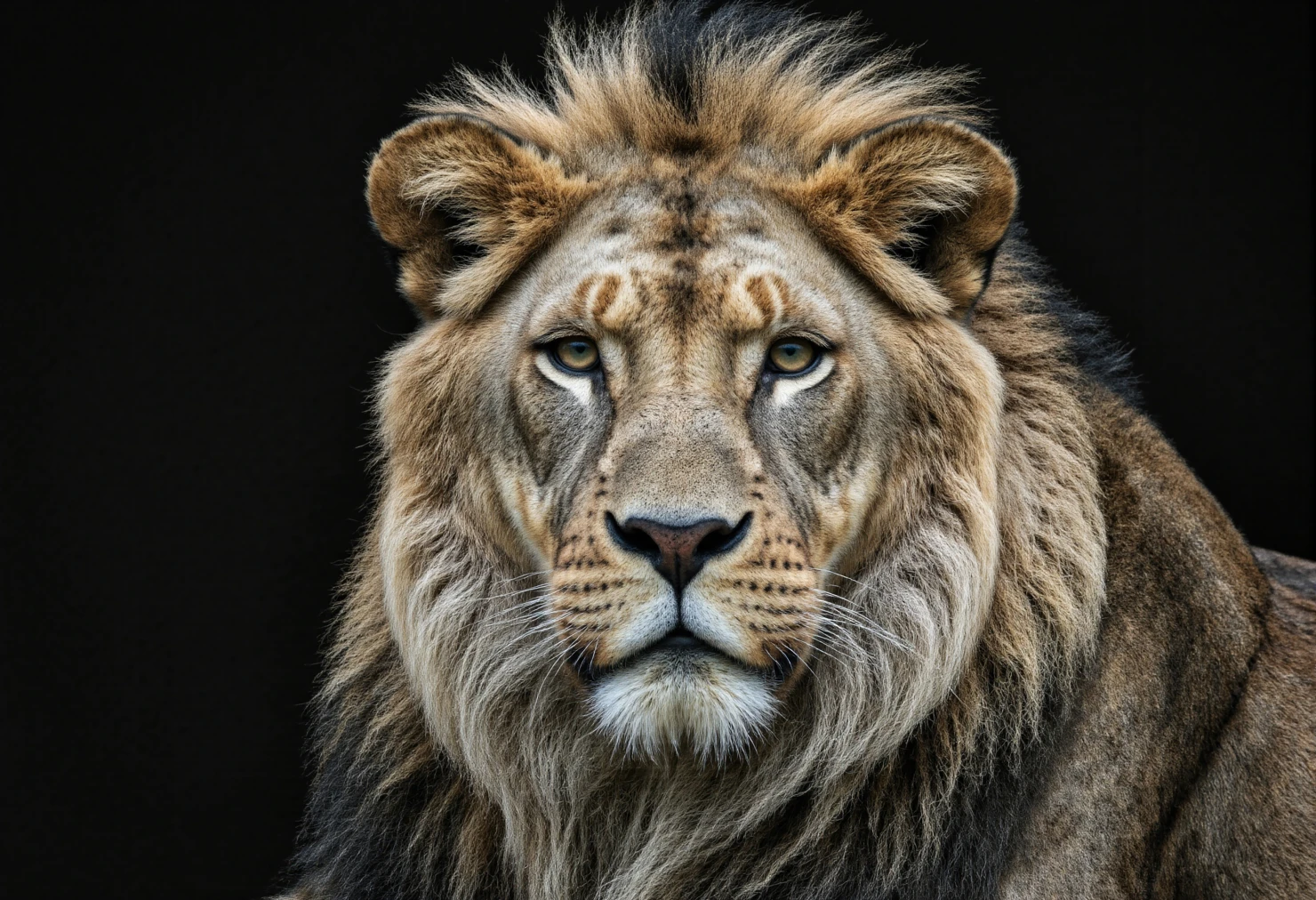 Majestic Lion Portrait Closeup View of a Male Lion's Face #40071