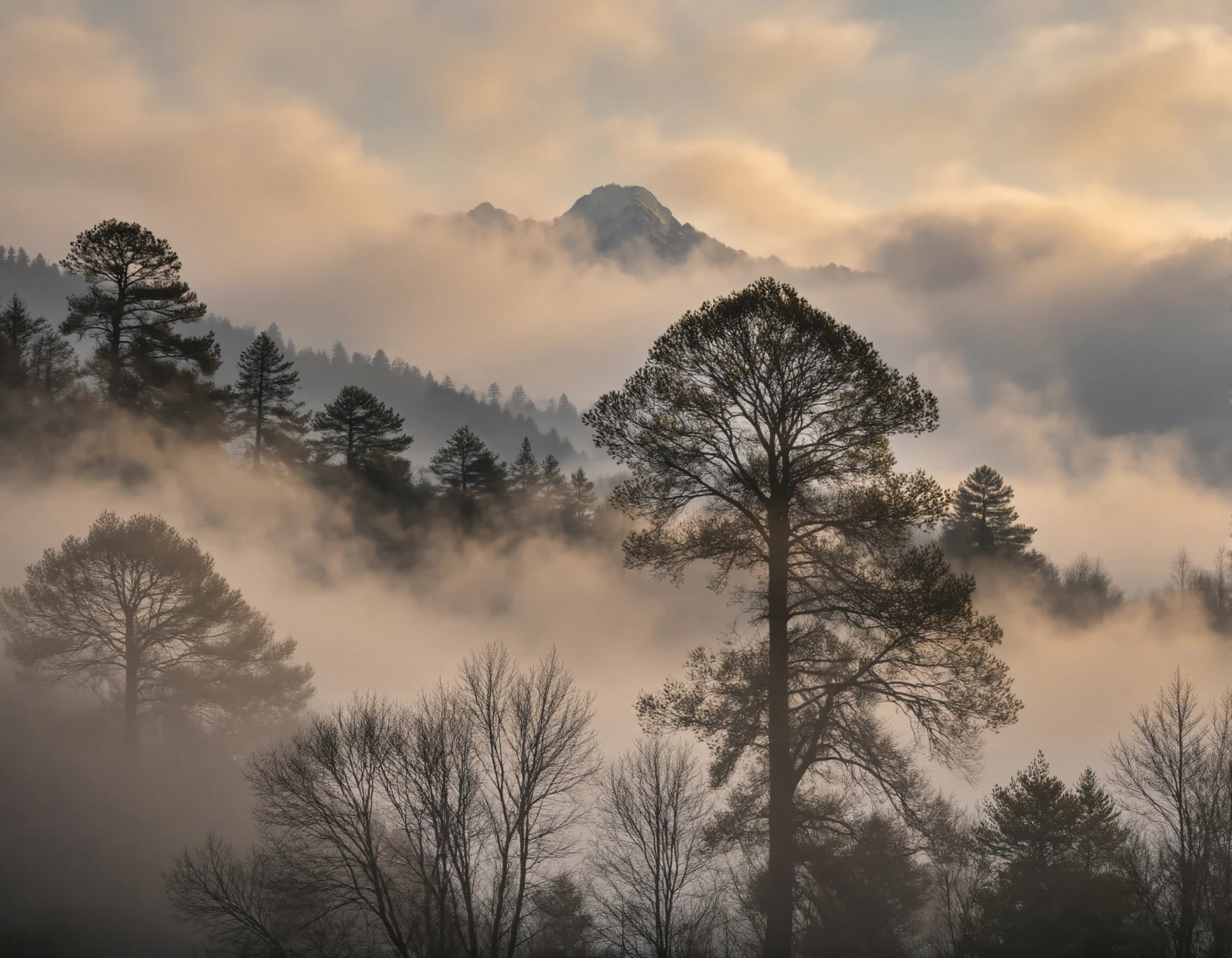 Misty Dawn Landscape with Bare Trees and Mountain Silhouette #40084