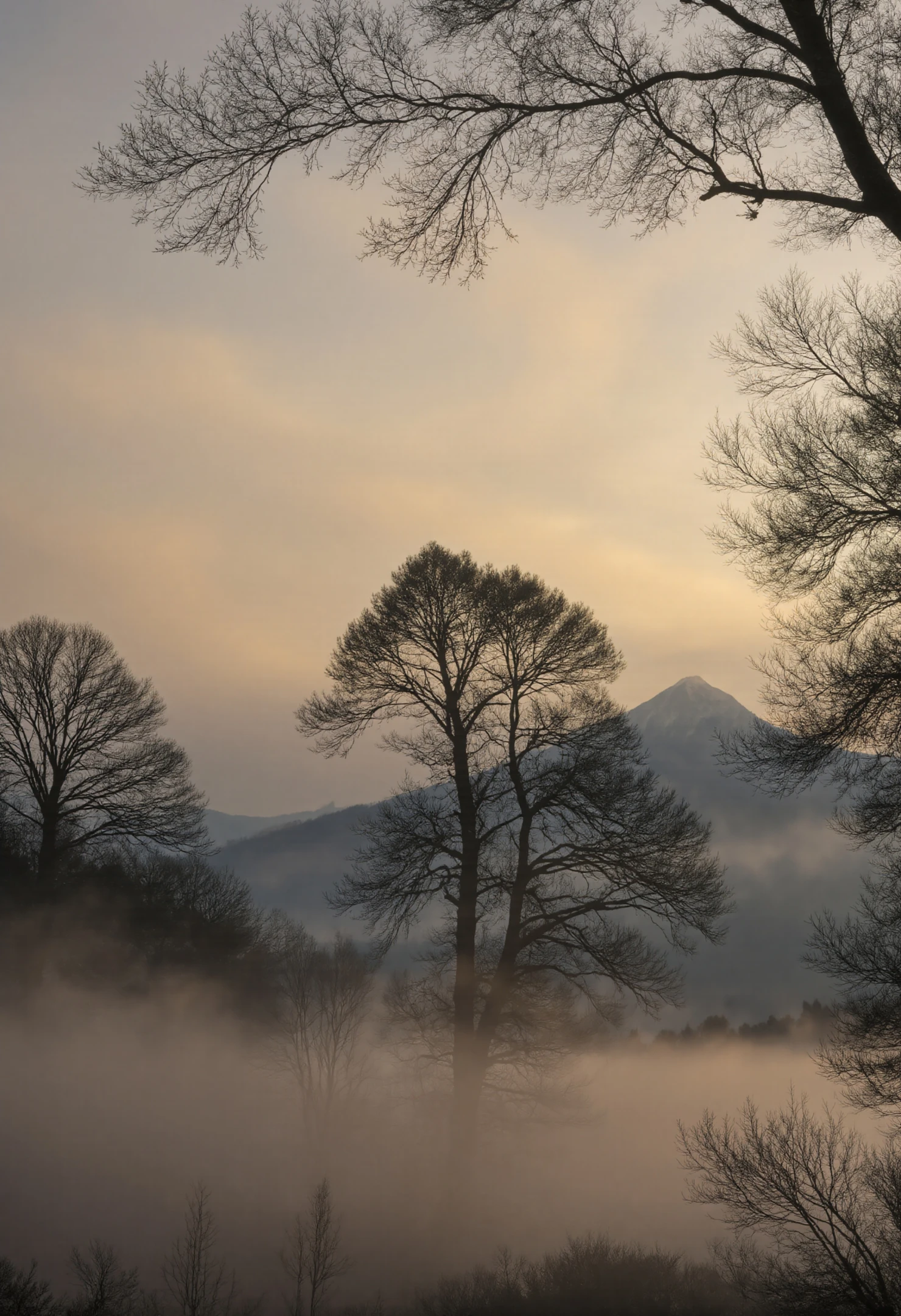 Misty Dawn Landscape with Bare Trees and Mountain Silhouette #40085