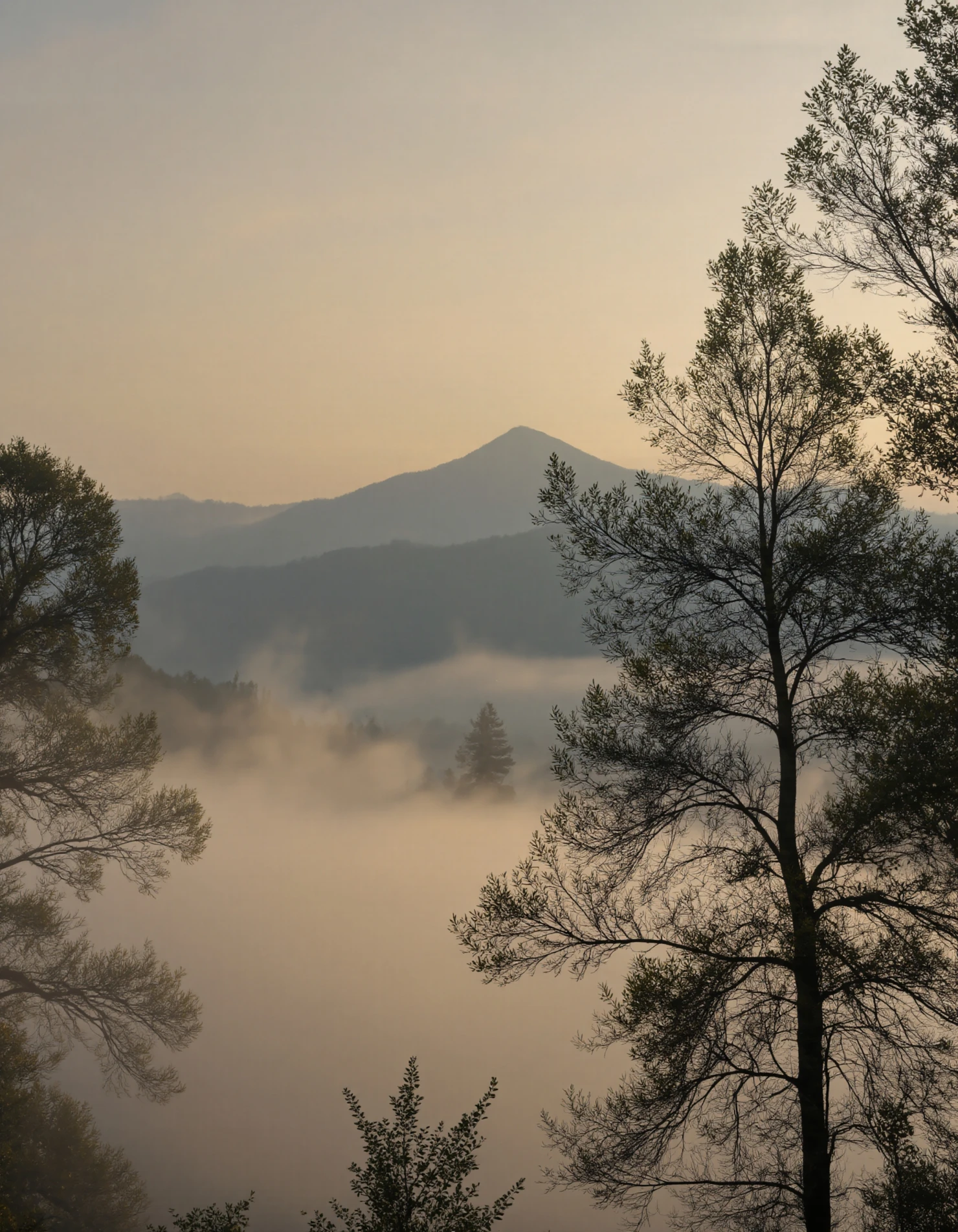Misty Dawn Landscape with Bare Trees and Mountain Silhouette #40086