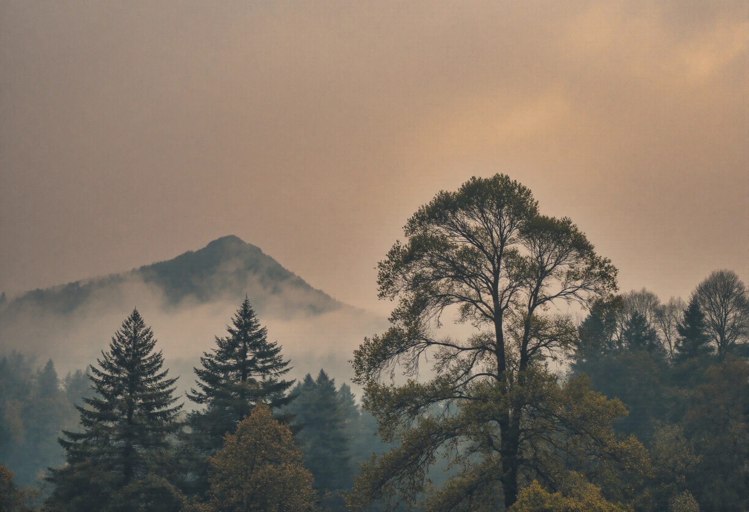 Misty Dawn Landscape with Bare Trees and Mountain Silhouette #40087