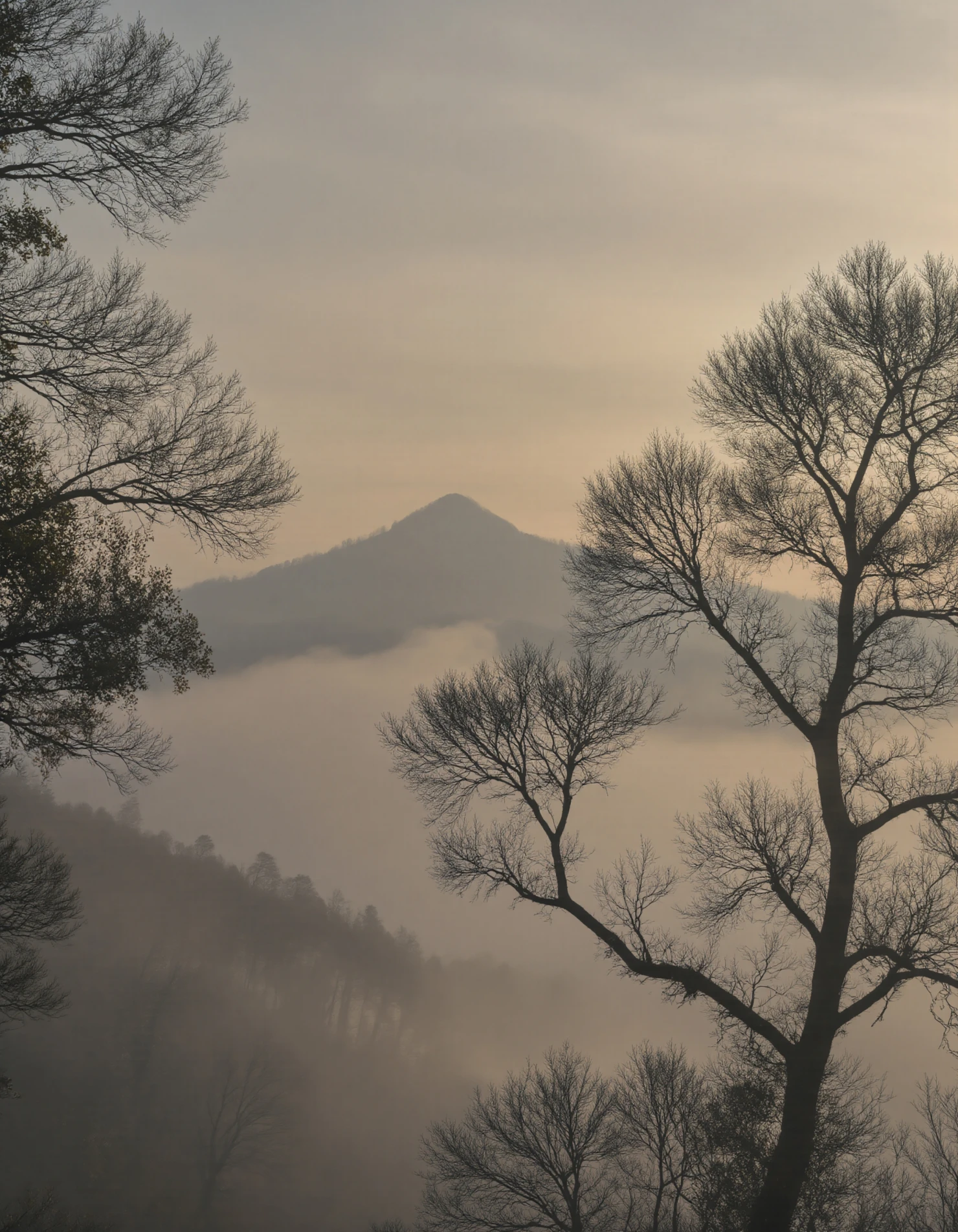 Misty Dawn Landscape with Bare Trees and Mountain Silhouette #40088
