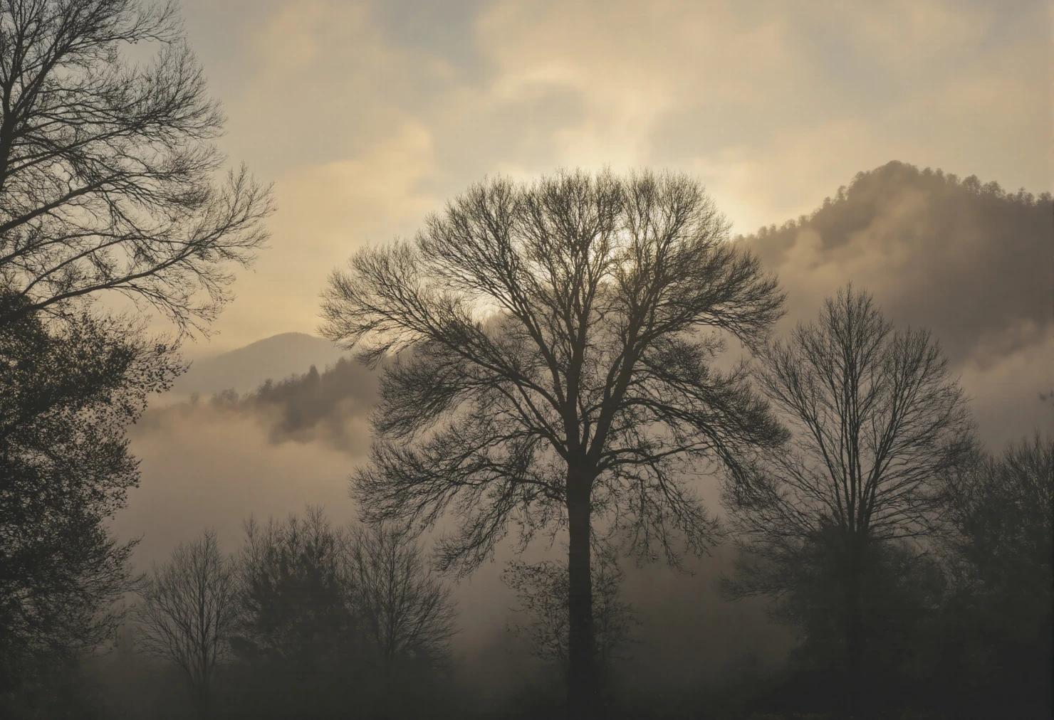 Misty Dawn Landscape with Bare Trees and Mountain Silhouette #40089