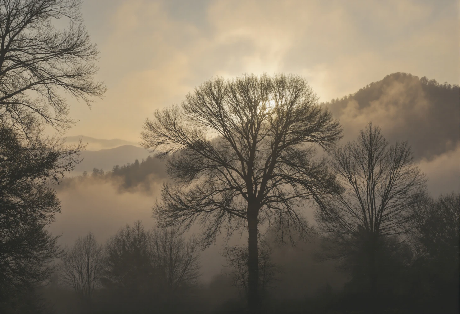 Misty Morning Scene Bare Trees Silhouetted Against Mountains #40096