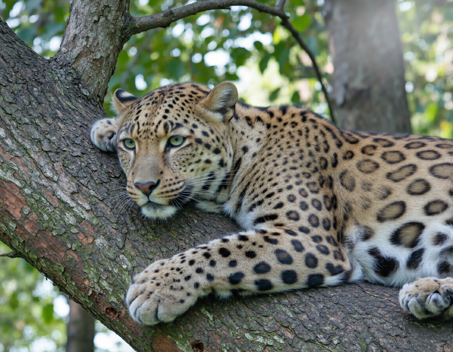 Leopard Resting on a Tree Branch #40109