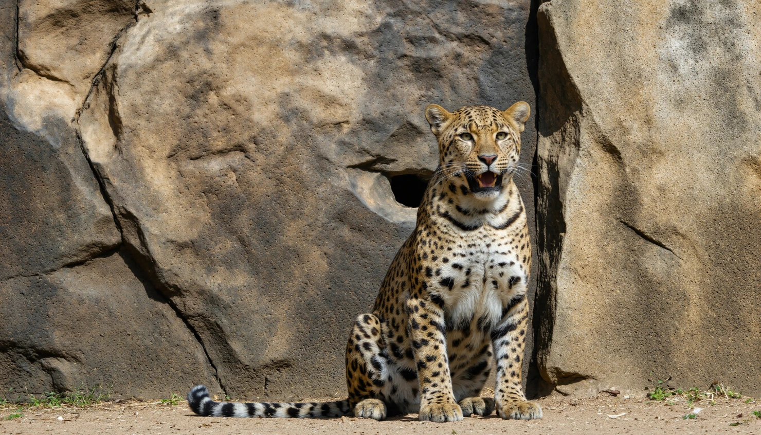 Alert Leopard Posing in Front of a Rocky Backdrop #40113