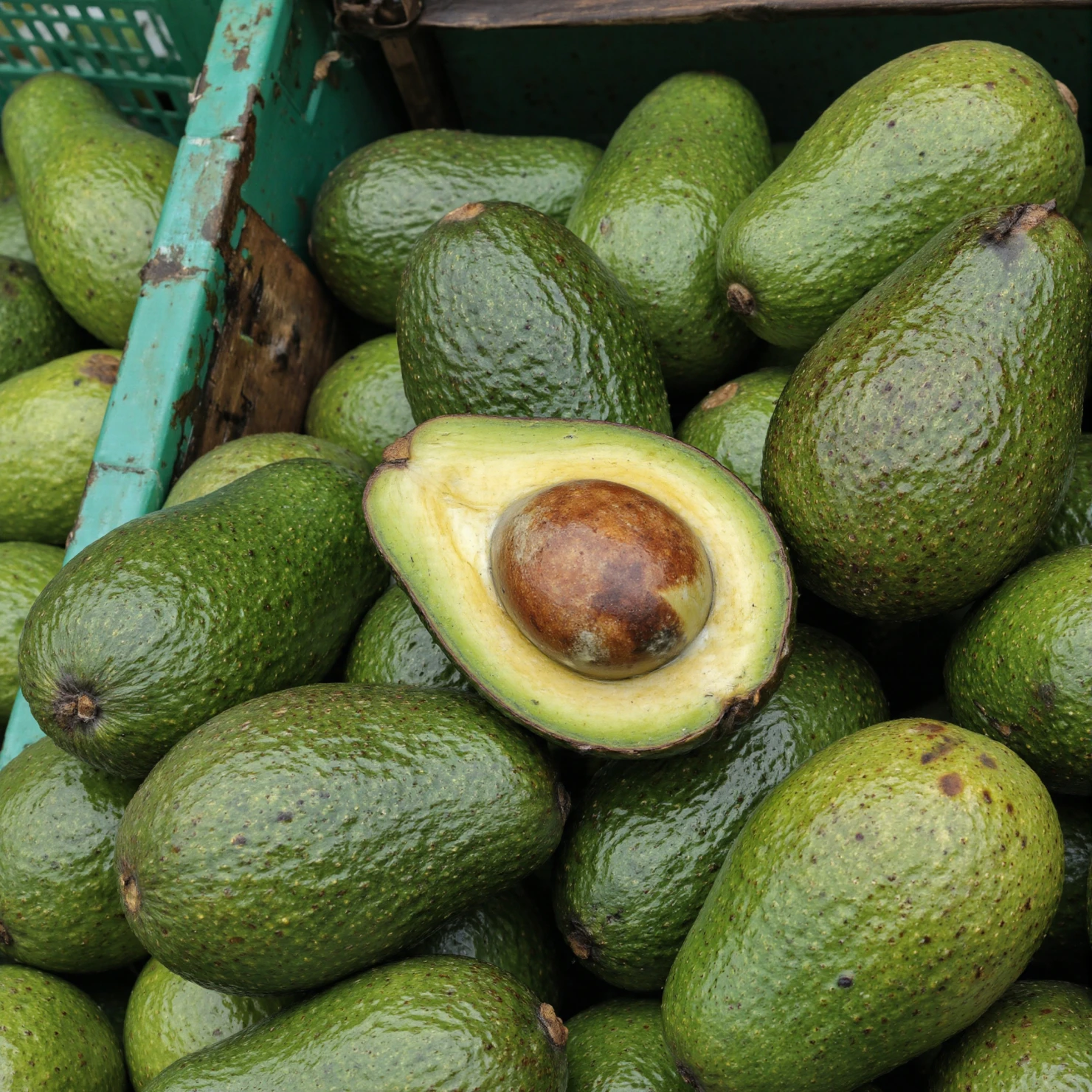 Pile of fresh green avocados, one cut open, showing the seed #40114