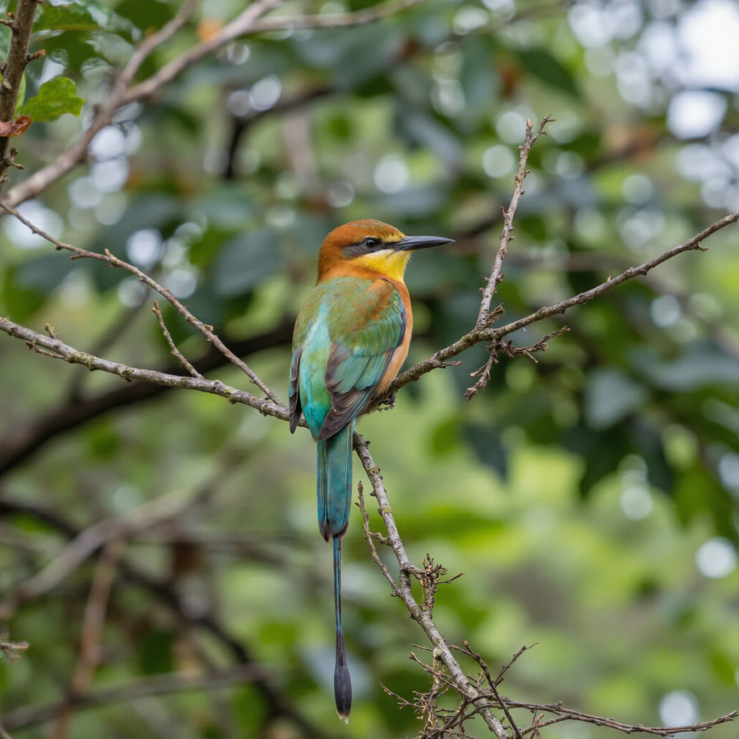 Rainbow Bee-eater Perched on a Branch #40117