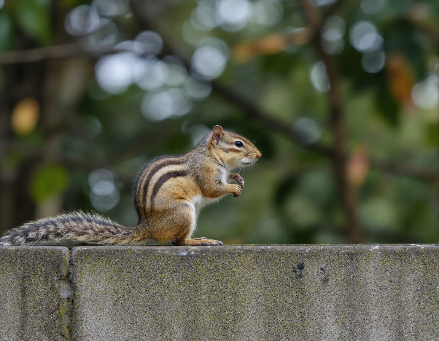 A Chipmunk Perched on a Concrete Wall #40120