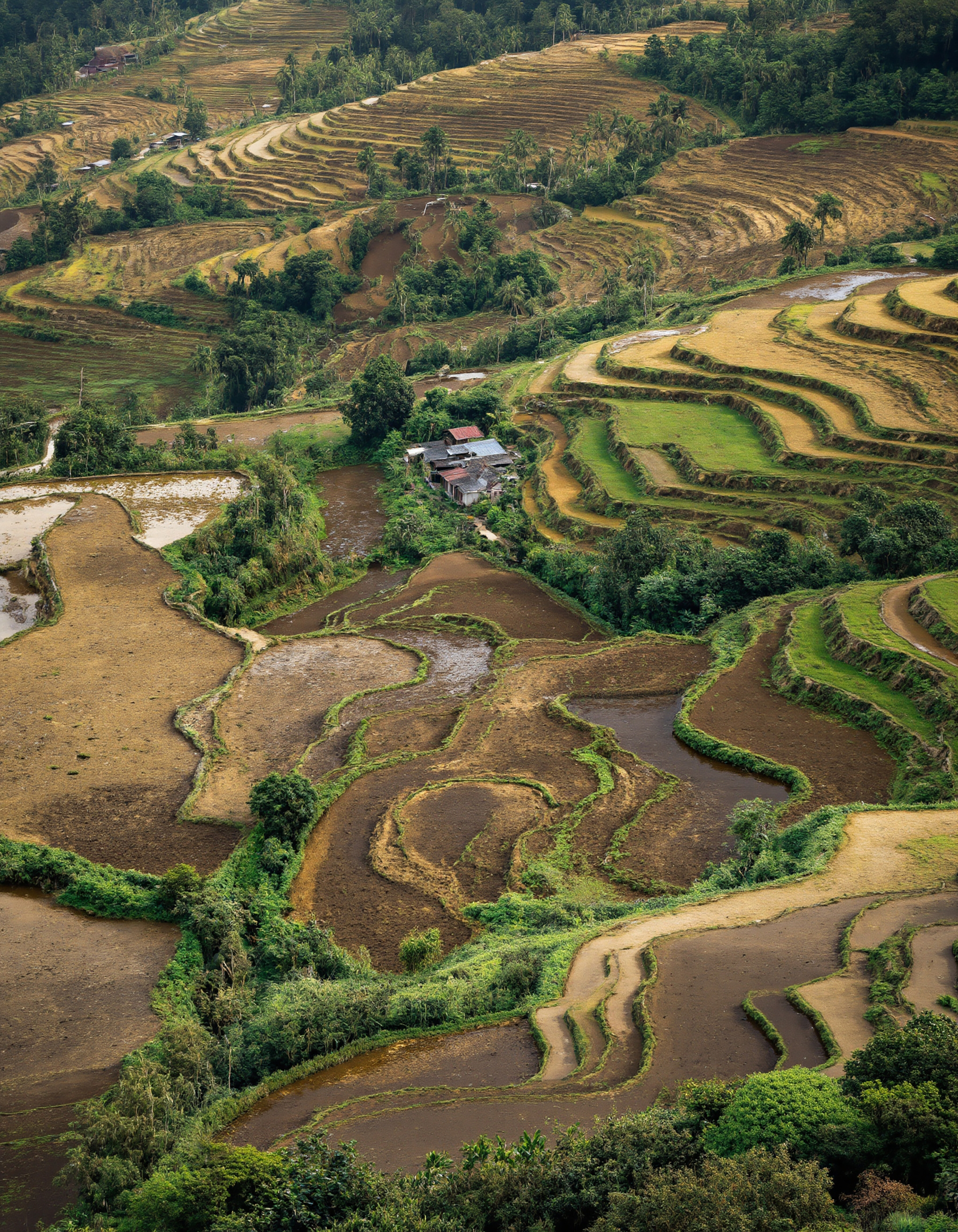 Picturesque Terraced Rice Fields in a Lush Mountain Valley #40185