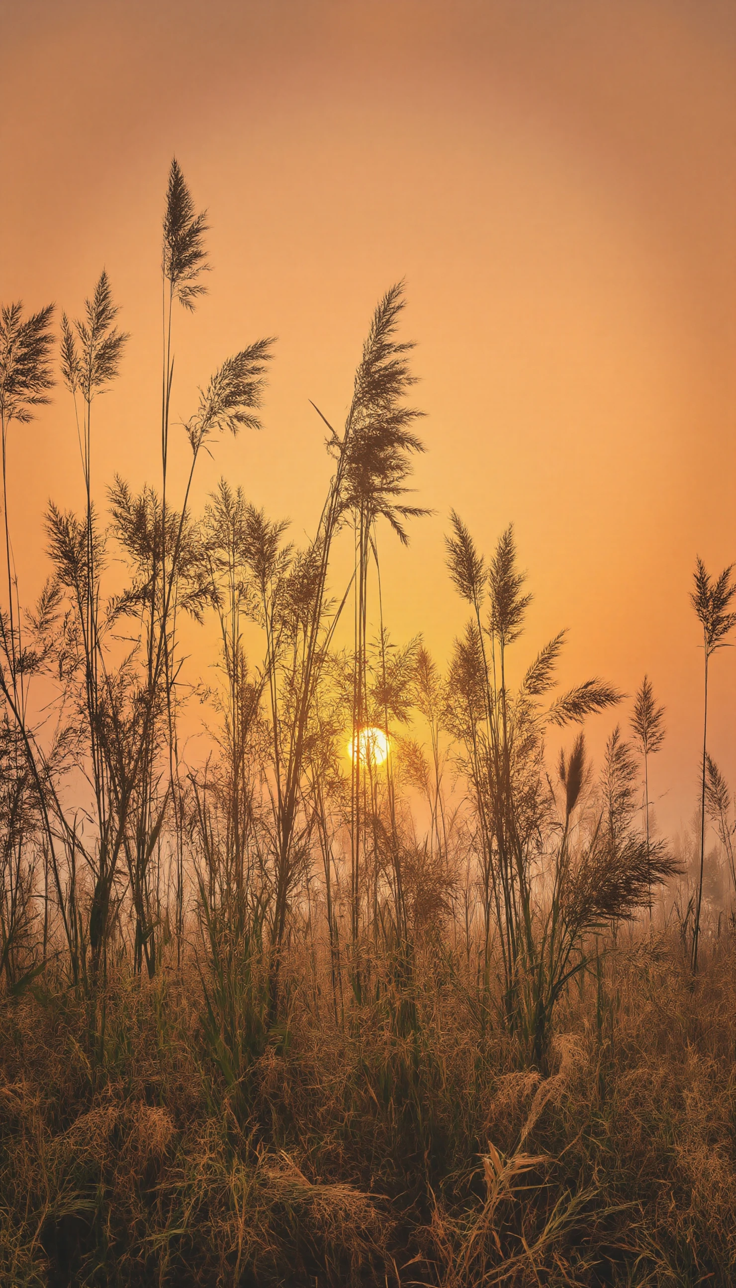 Golden Sunrise over Reeds and Meadow #40126