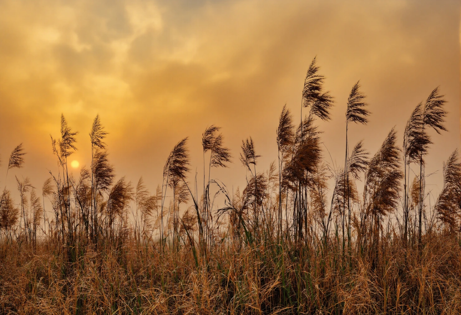 Golden Sunrise over Reeds and Meadow #40128