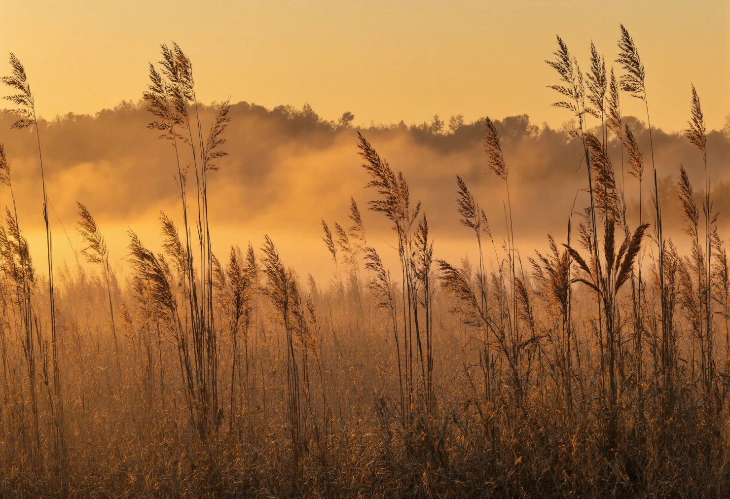 Golden Sunrise over Reeds and Meadow #40132