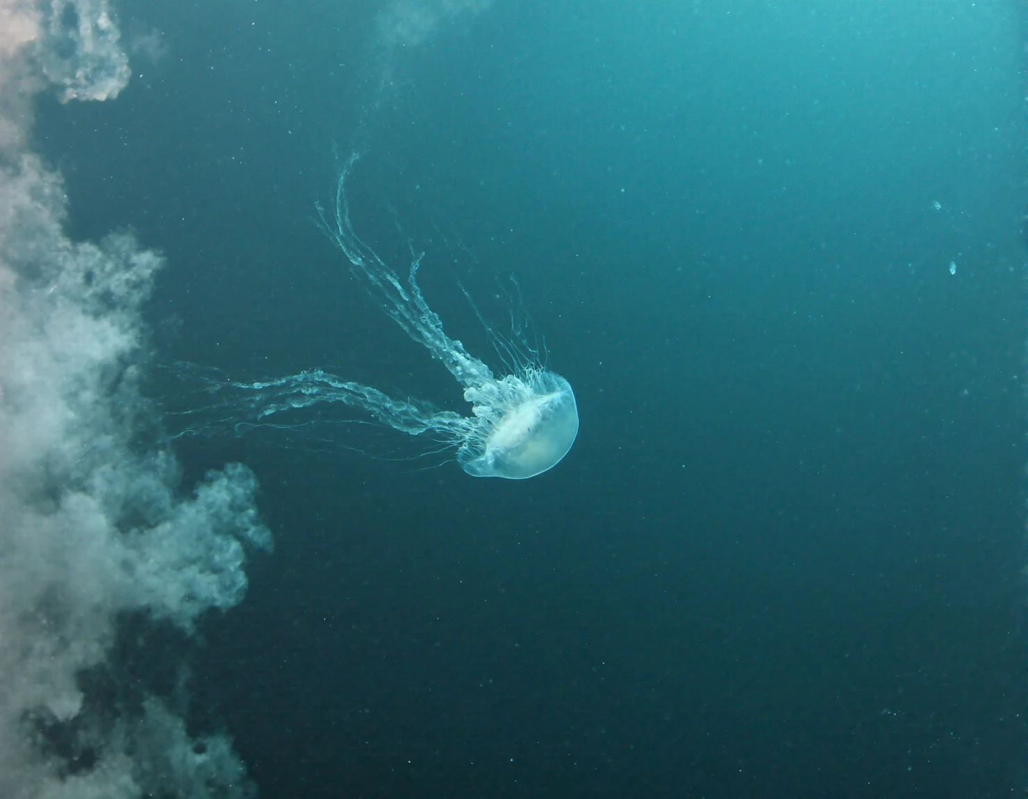 Jellyfish in the deep ocean #40142