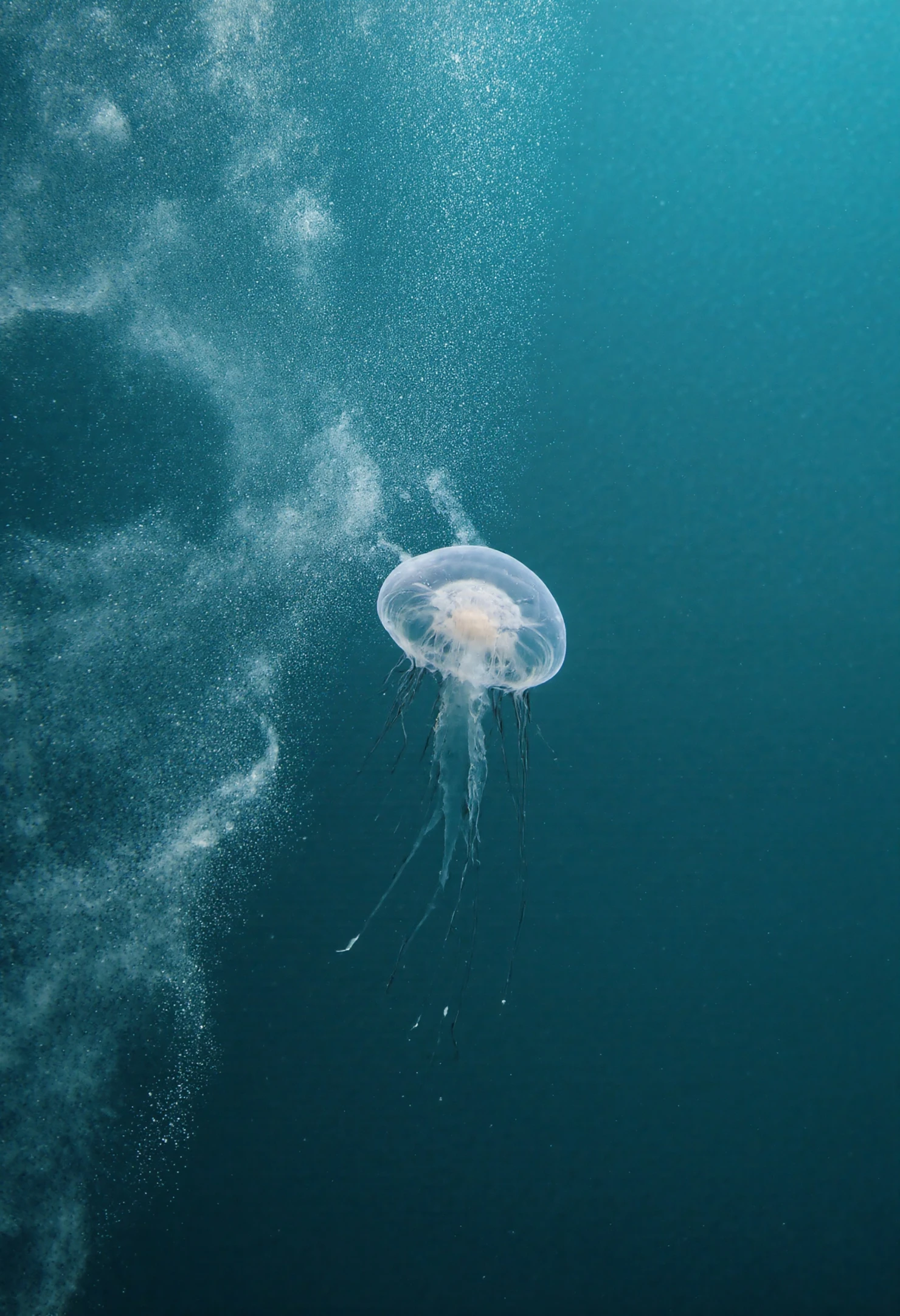 Jellyfish in the deep ocean #40143