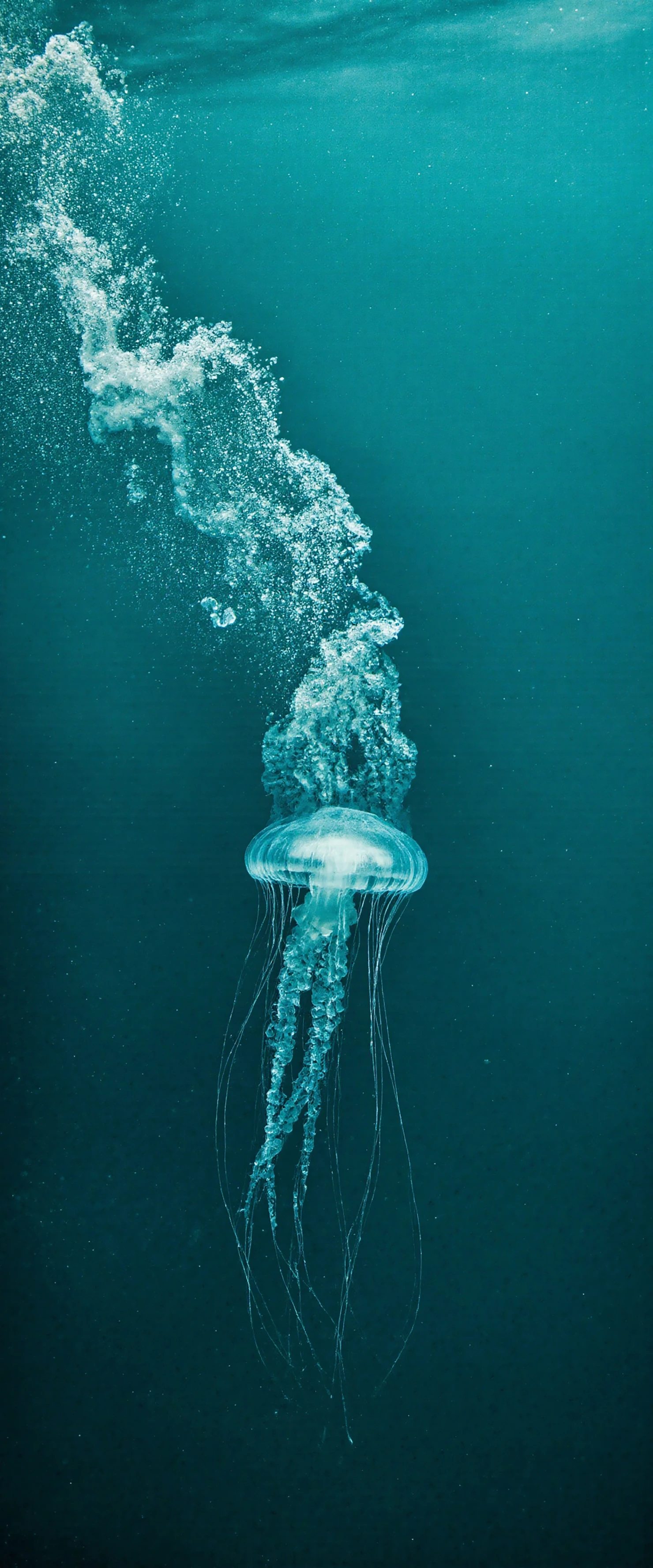 Jellyfish in the deep ocean #40145