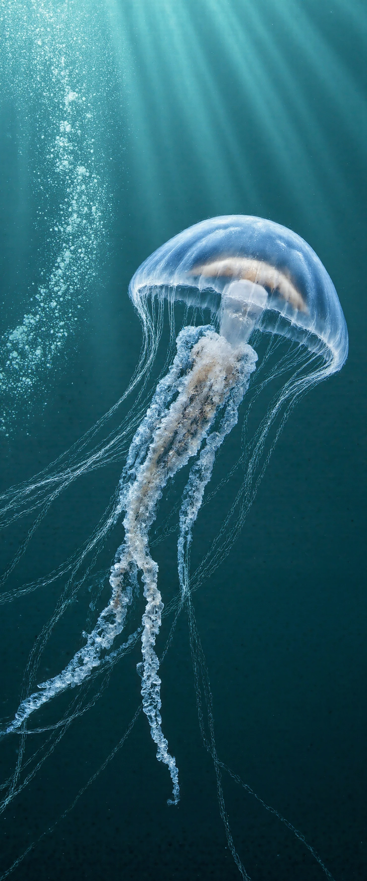 Jellyfish in the deep ocean #40146