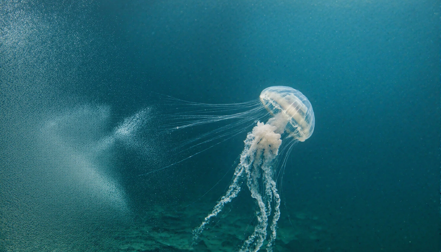 Jellyfish in the deep ocean #40147