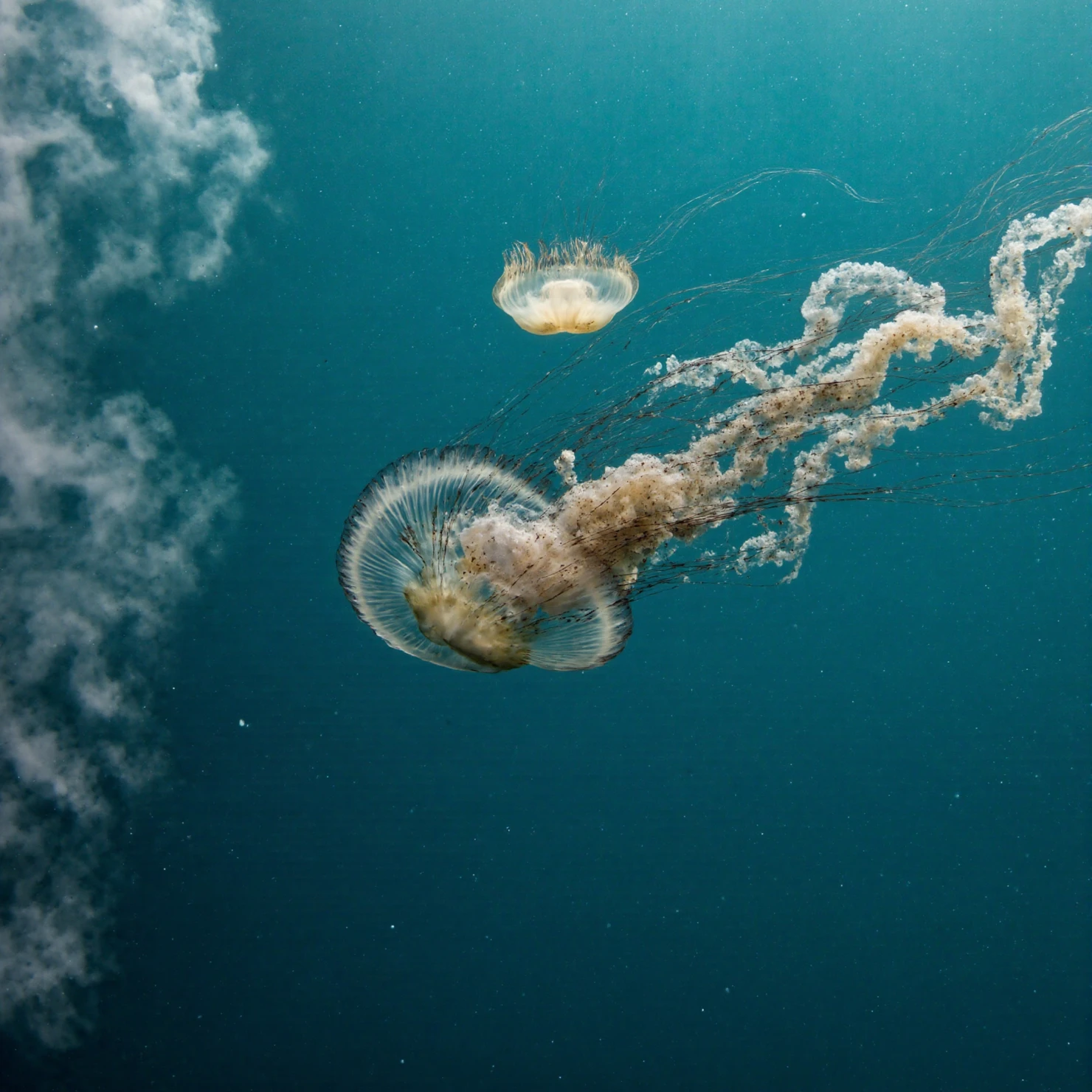 Jellyfish in the deep ocean #40148
