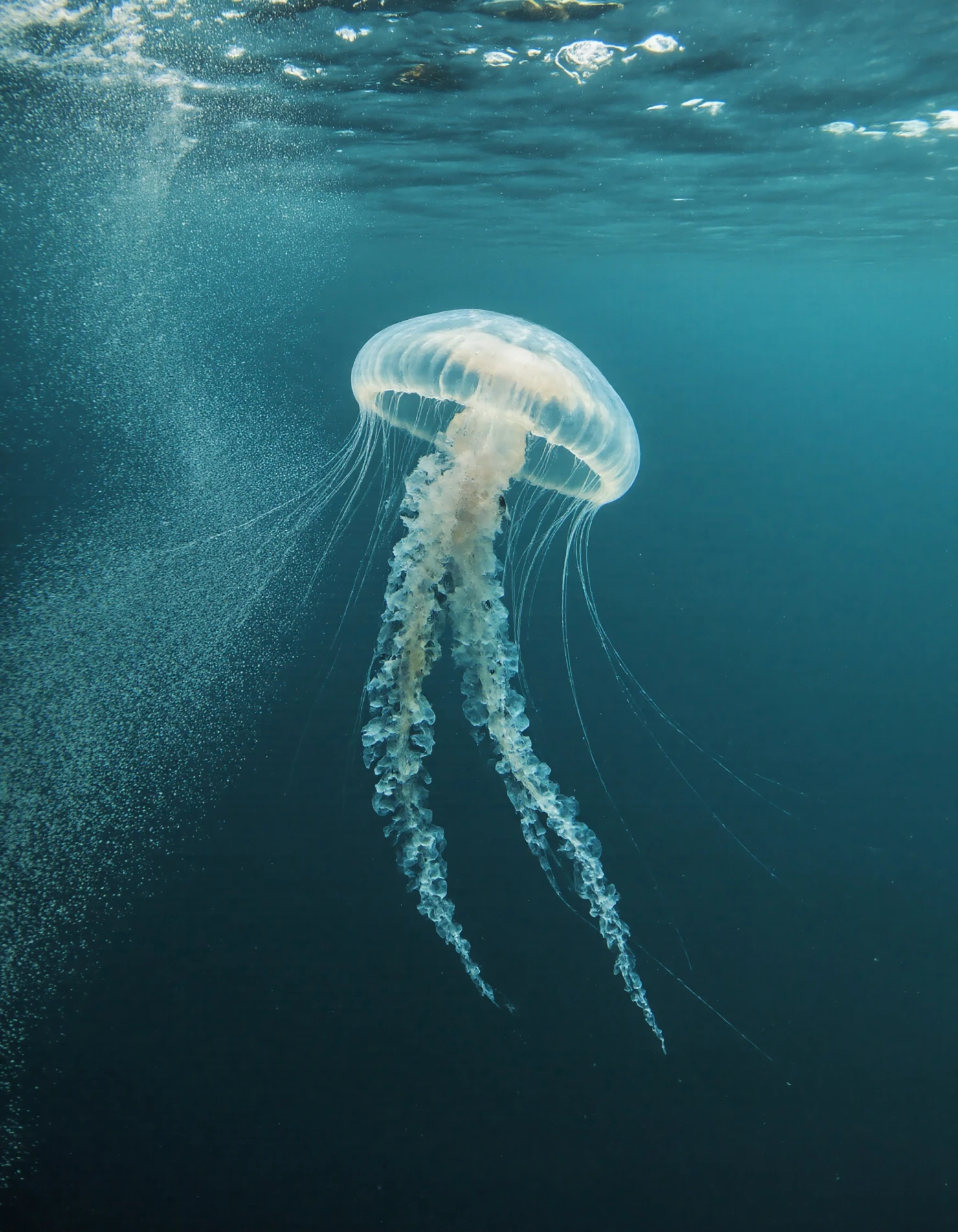 Jellyfish in the deep ocean #40149