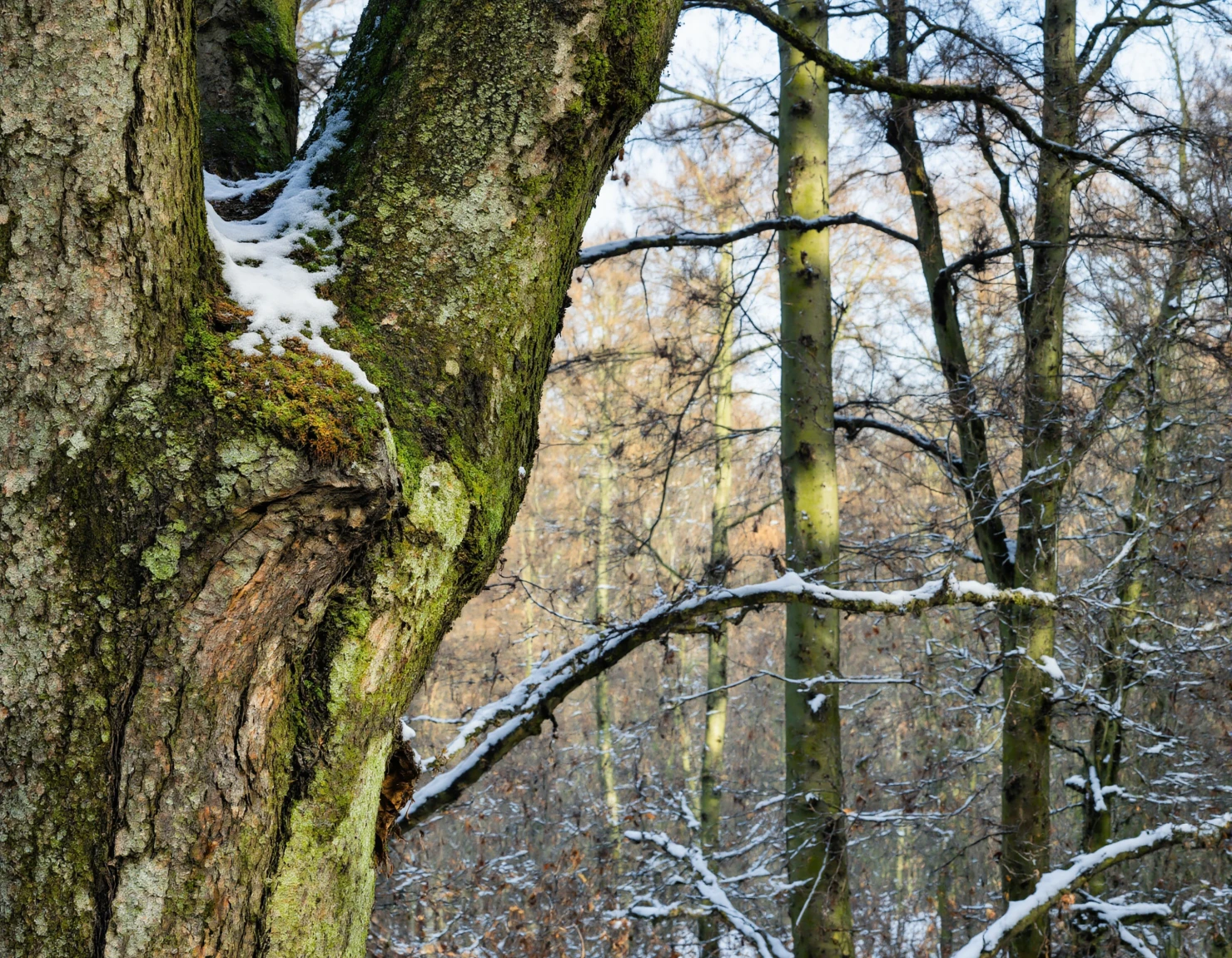 Winter Forest Scene Close-Up of Tree Trunk with Snow and Moss #40153