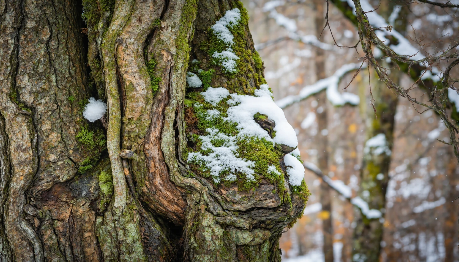 Winter Forest Scene Close-Up of Tree Trunk with Snow and Moss #40154