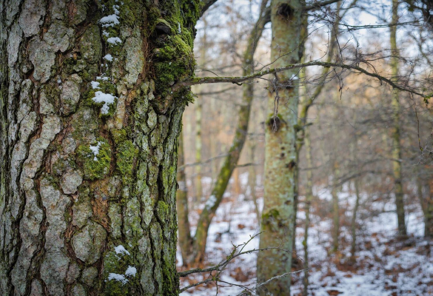 Winter Forest Scene Close-Up of Tree Trunk with Snow and Moss #40155