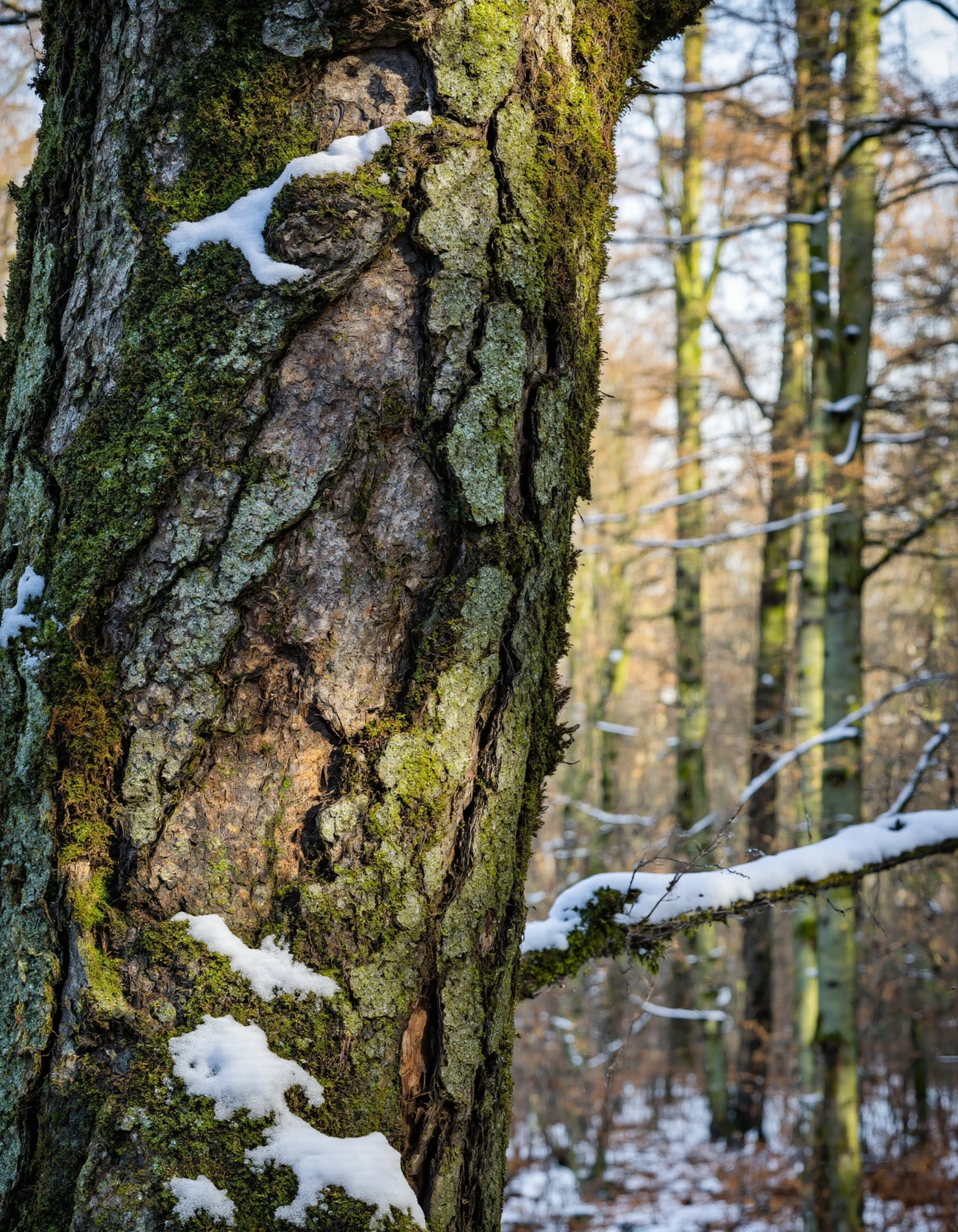 Winter Forest Scene Close-Up of Tree Trunk with Snow and Moss #40156