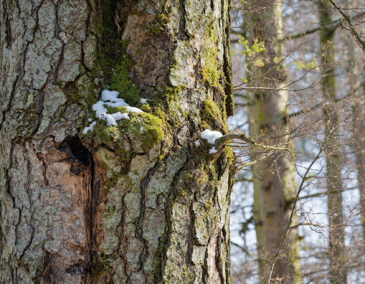 Winter Forest Scene Close-Up of Tree Trunk with Snow and Moss #40157